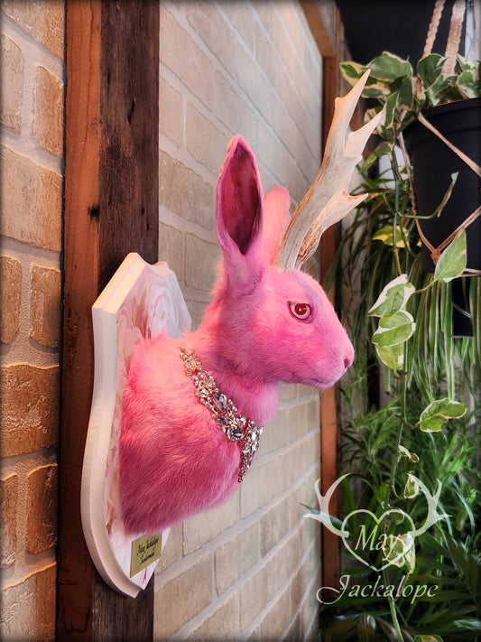 Pink Jackalope taxidermy with real white antlers, pink albino eyes & necklace