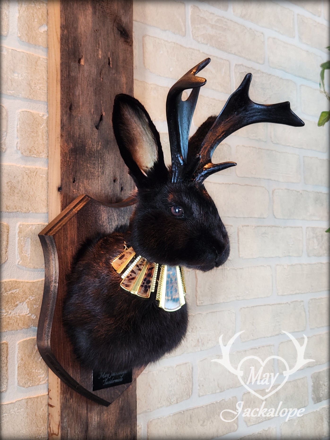 Black Jackalope taxidermy with dark eyes, black antlers replica & necklace.