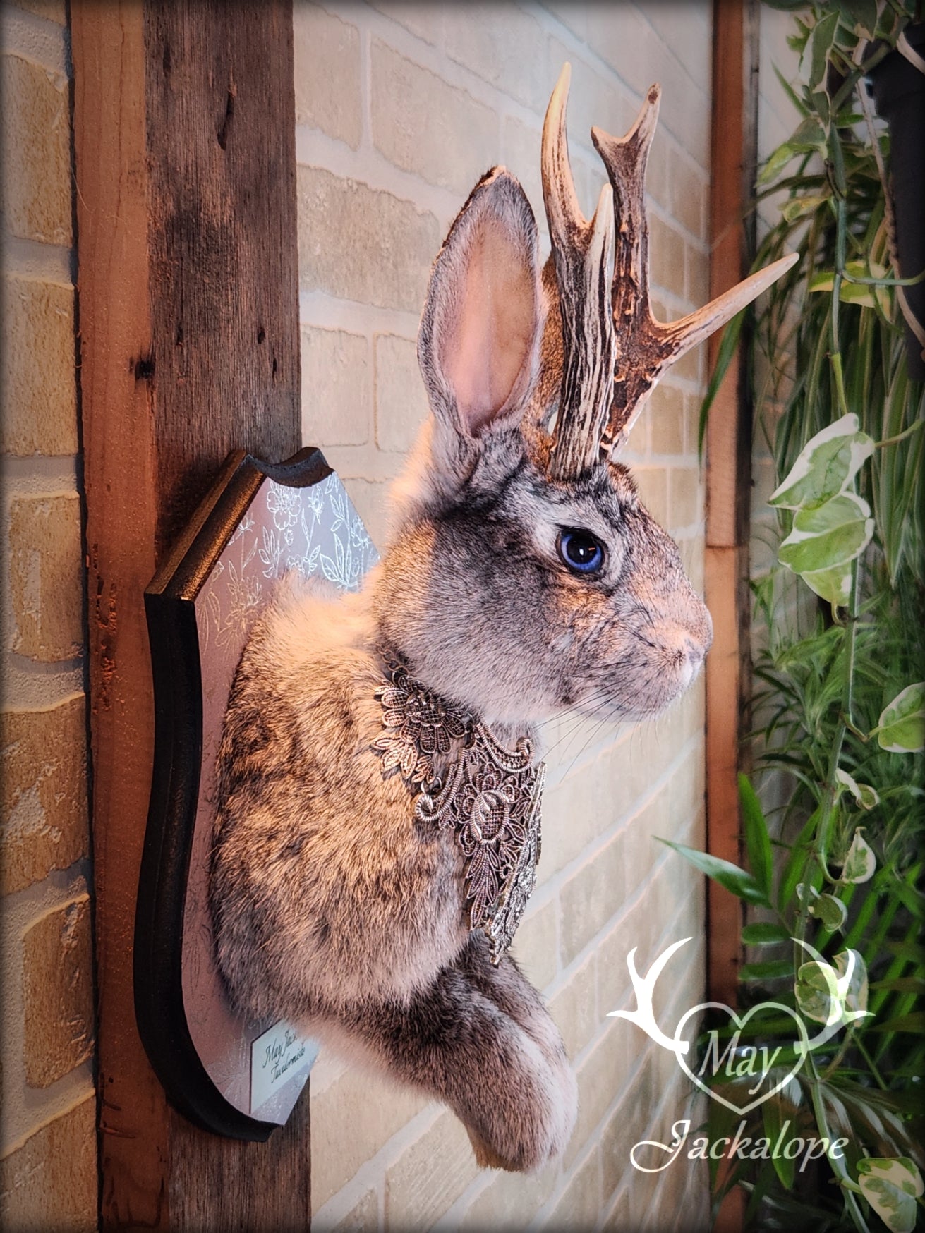 Grey Jackalope taxidermy with blue eyes, real antlers & necklace.