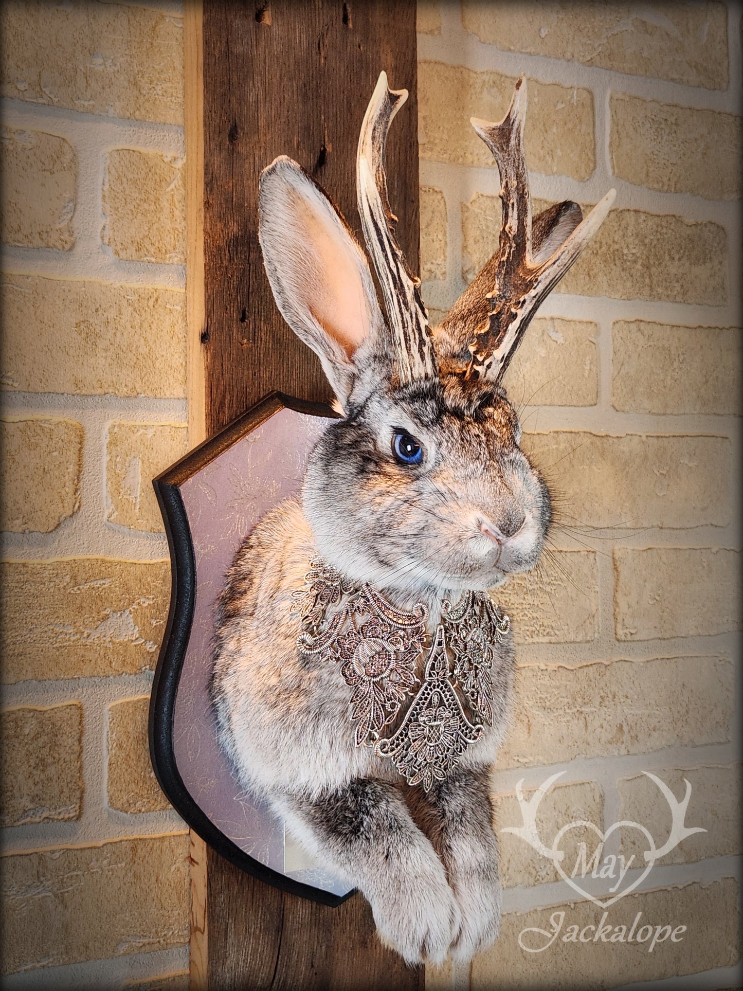 Taxidermie Jackalope gris aux yeux bleus, vrais bois avec un collier.