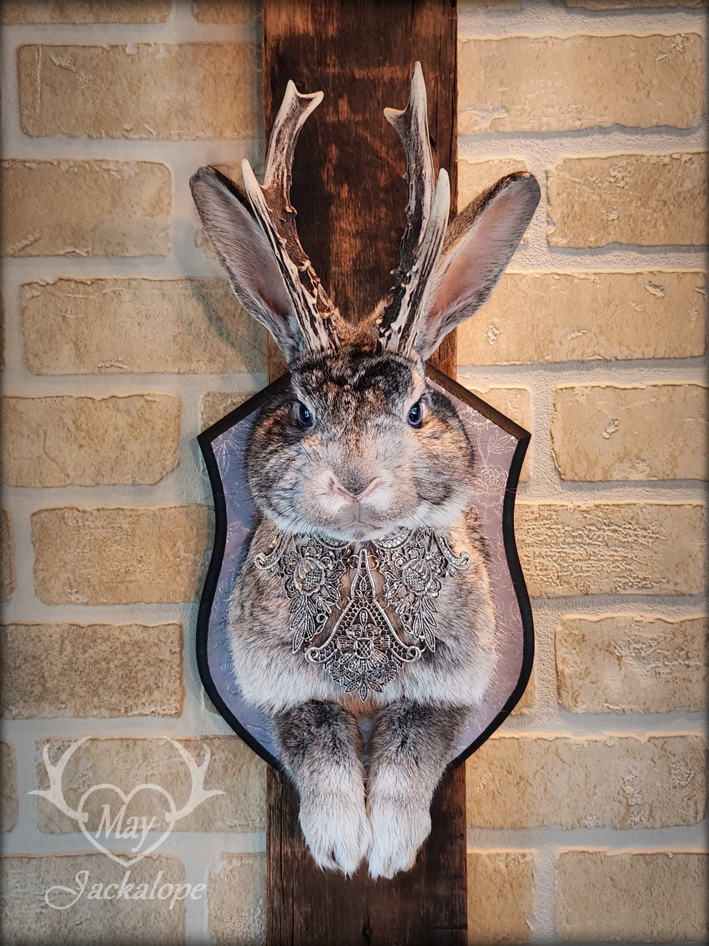 Grey Jackalope taxidermy with blue eyes, real antlers & necklace.