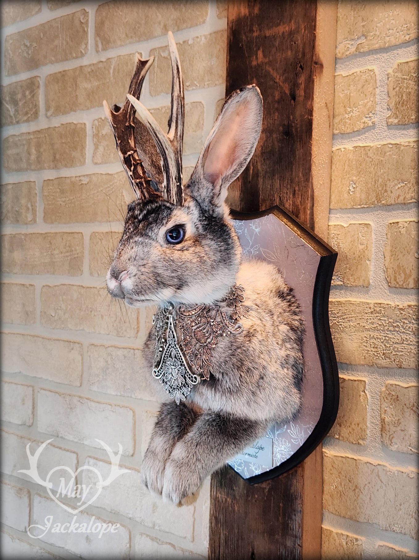 Taxidermie Jackalope gris aux yeux bleus, vrais bois avec un collier.