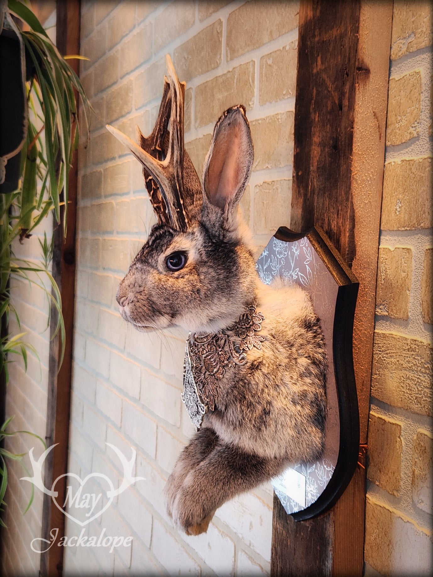 Grey Jackalope taxidermy with blue eyes, real antlers & necklace.