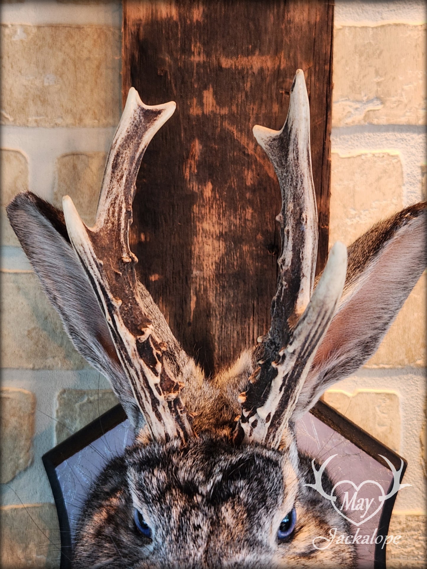 Grey Jackalope taxidermy with blue eyes, real antlers & necklace.