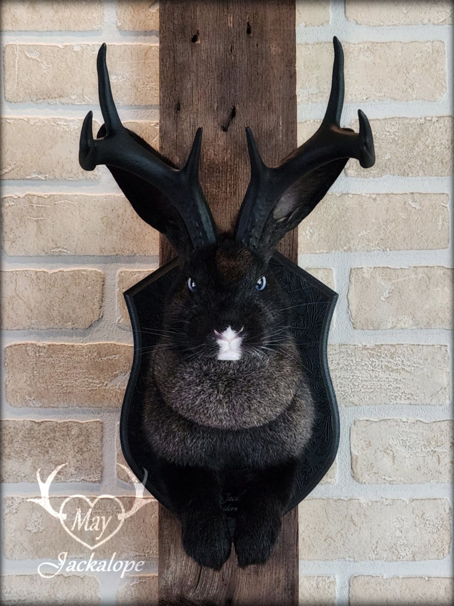 Black, grey & white Jackalope taxidermy with blue eyes & black antlers replica