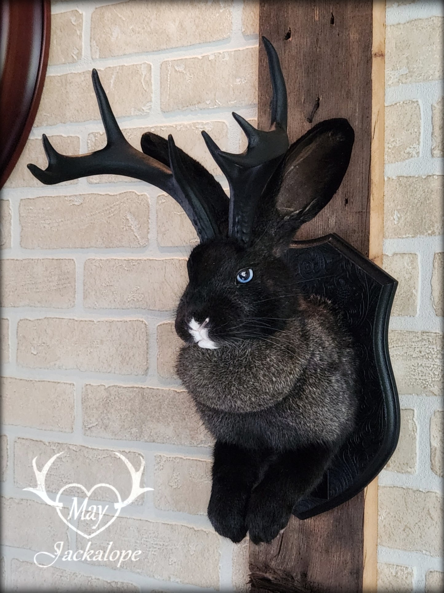 Black, grey & white Jackalope taxidermy with blue eyes & black antlers replica