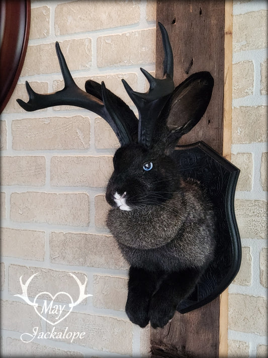 Black, grey & white Jackalope taxidermy with blue eyes & black antlers replica