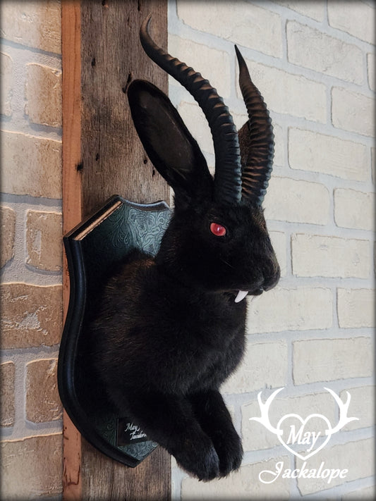 Black Jackalope taxidermy with red eyes, fangs & black horns replica