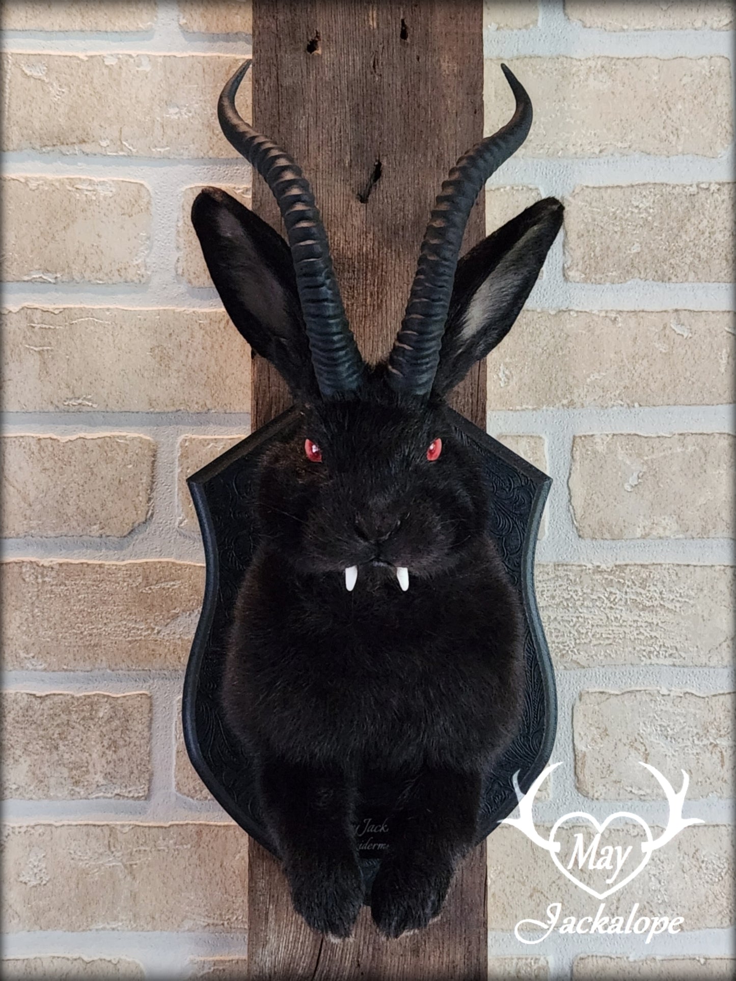 Black Jackalope taxidermy with red eyes, fangs & black horns replica