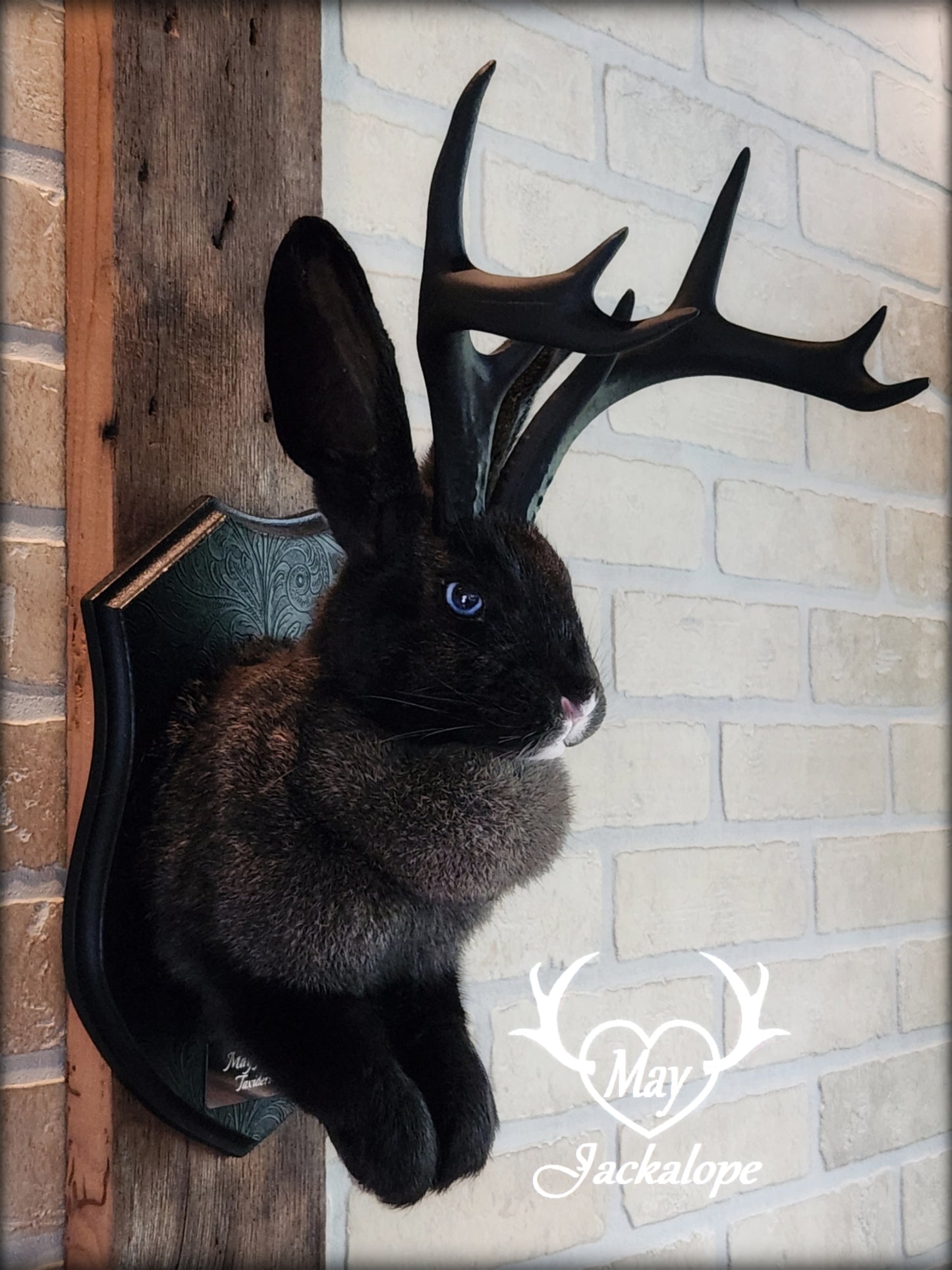 Black, grey & white Jackalope taxidermy with blue eyes & black antlers replica