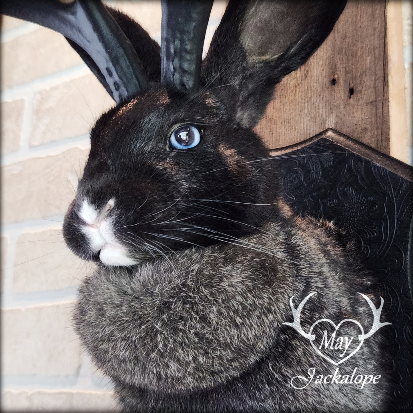 Taxidermie de Jackalope noir, gris ert blanc avec les yeux bleus et réplique de bois noirs