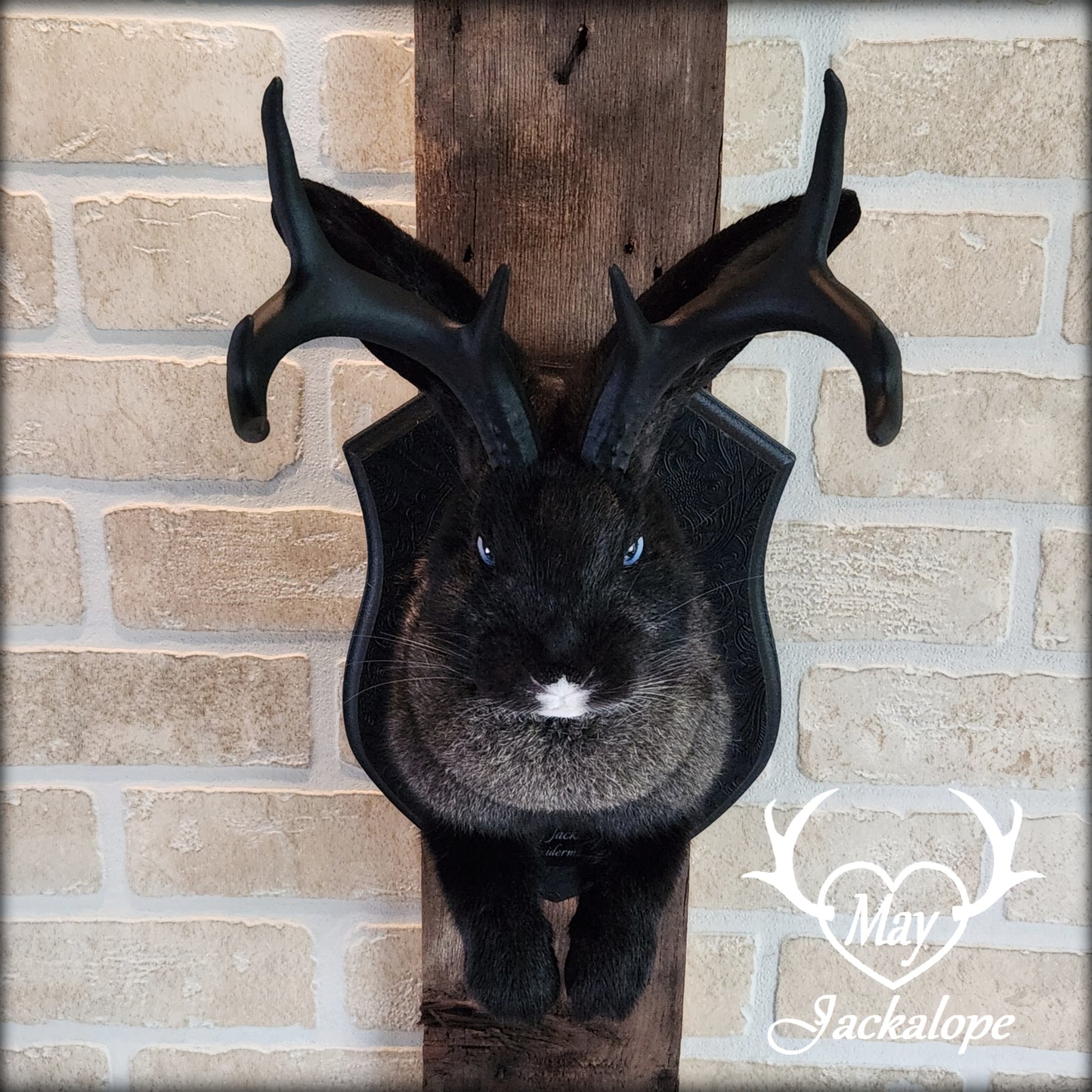 Taxidermie de Jackalope noir, gris ert blanc avec les yeux bleus et réplique de bois noirs