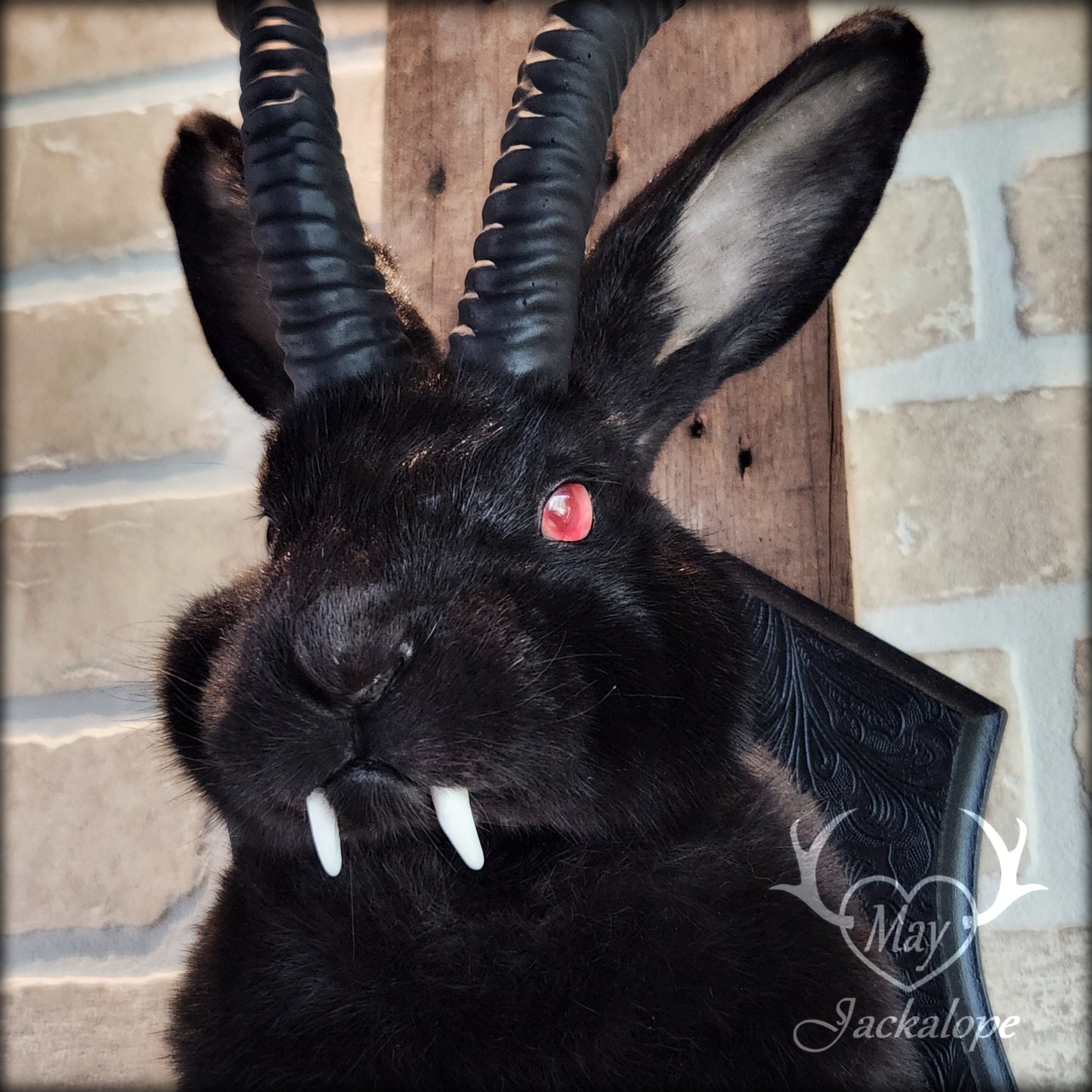 Black Jackalope taxidermy with red eyes, fangs & black horns replica