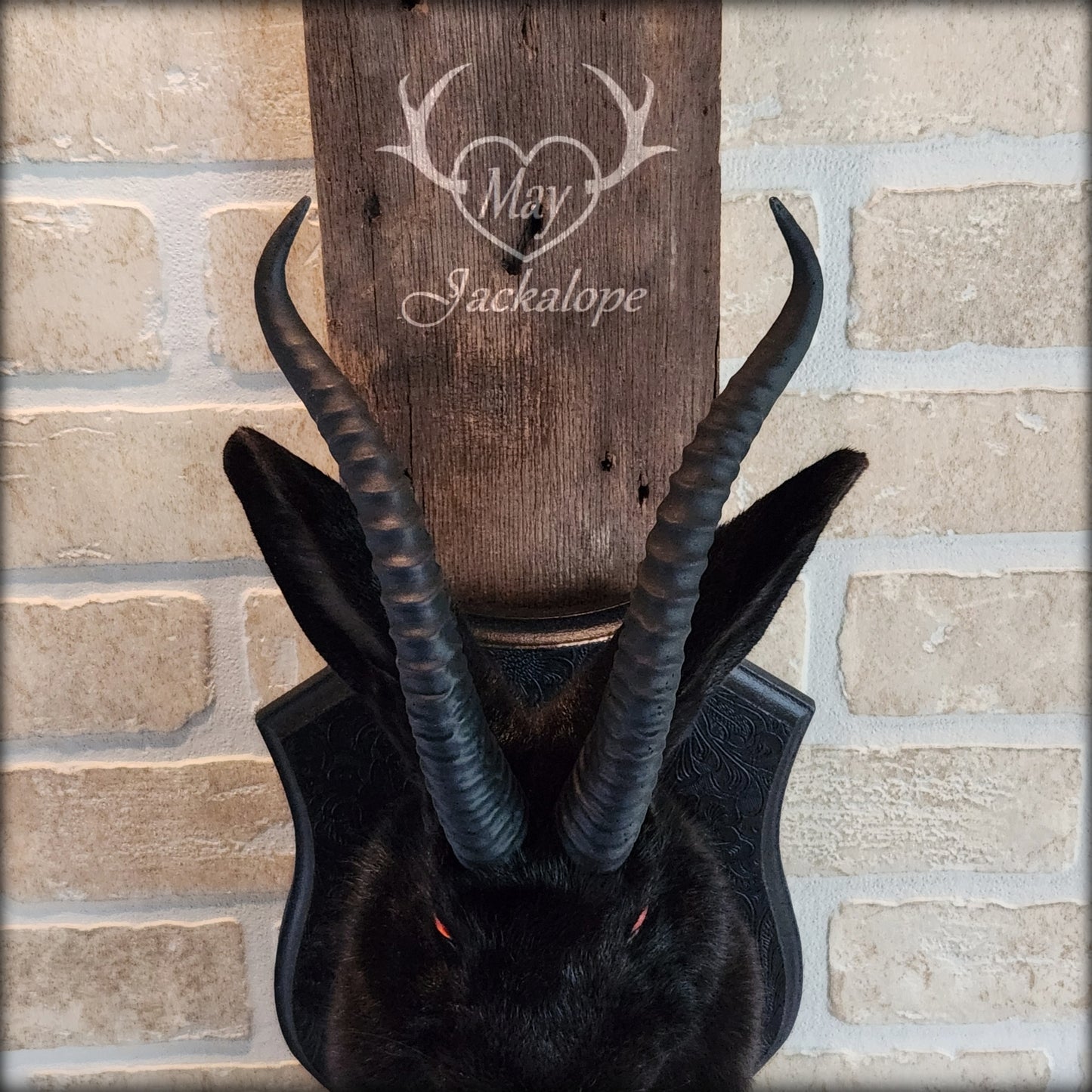 Black Jackalope taxidermy with red eyes, fangs & black horns replica