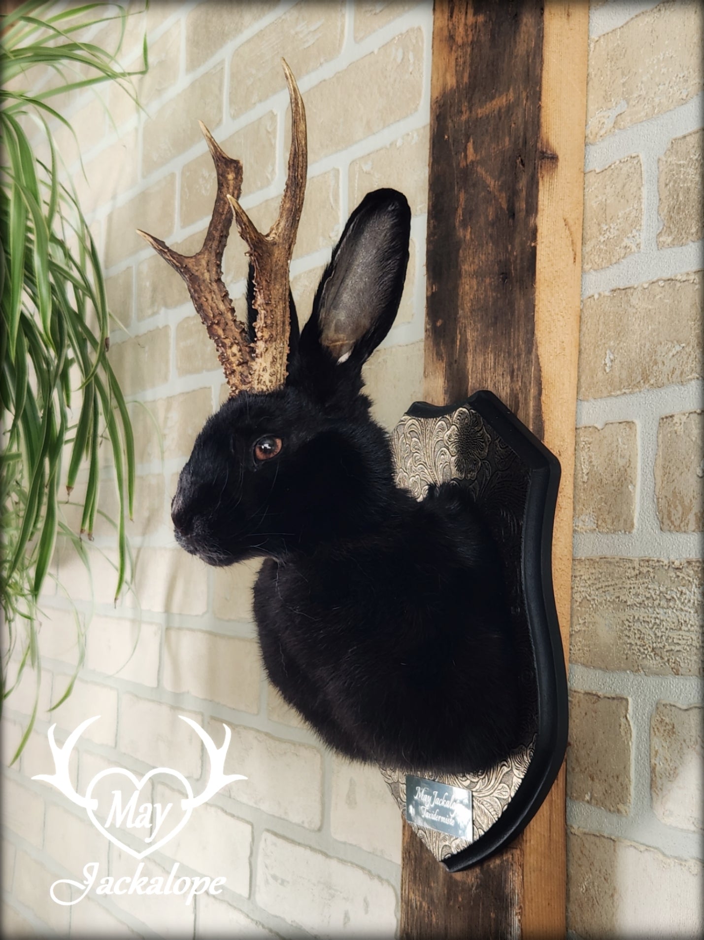 Black Jackalope taxidermy with hazel eyes and real antlers