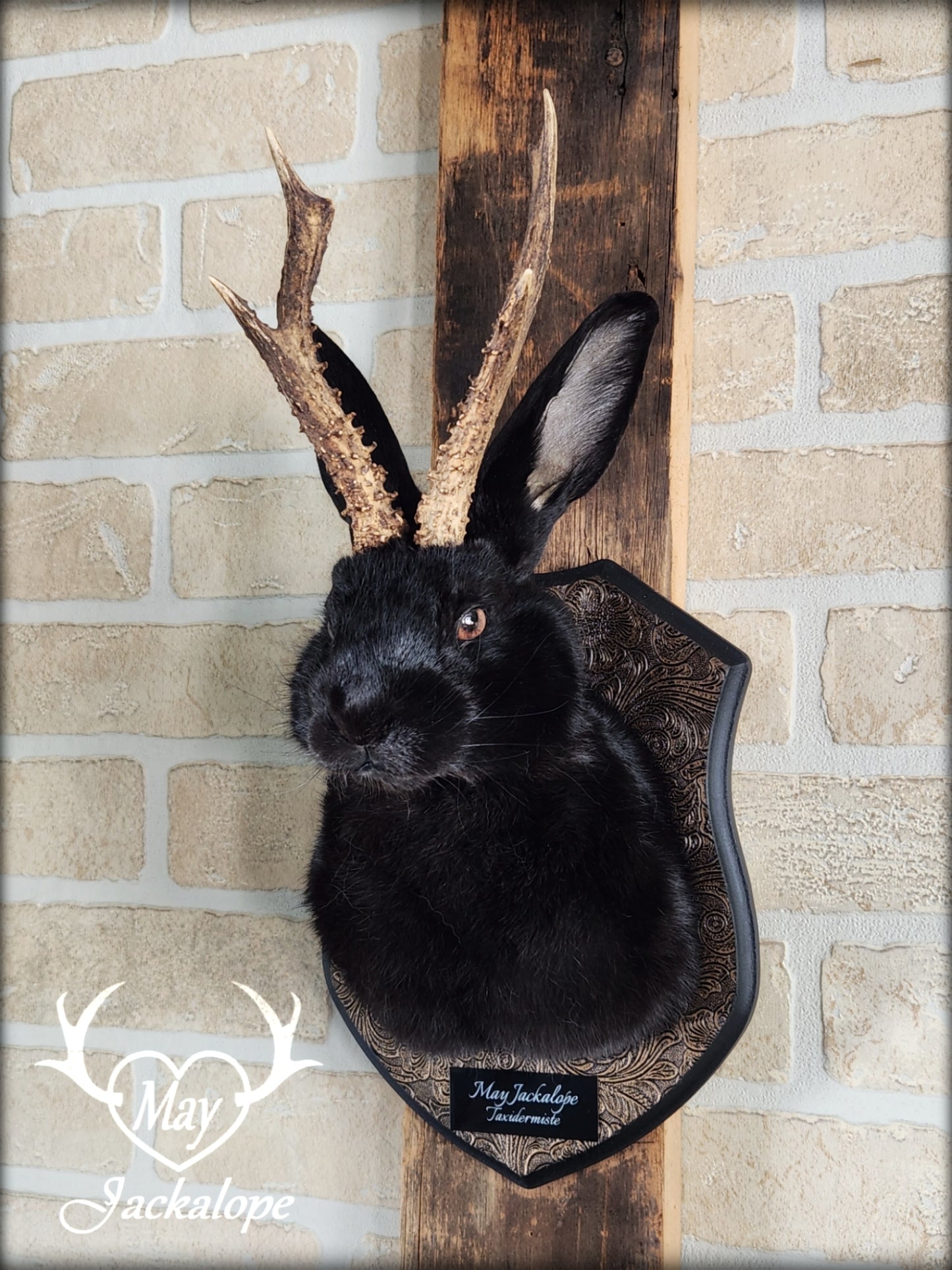 Black Jackalope taxidermy with hazel eyes and real antlers