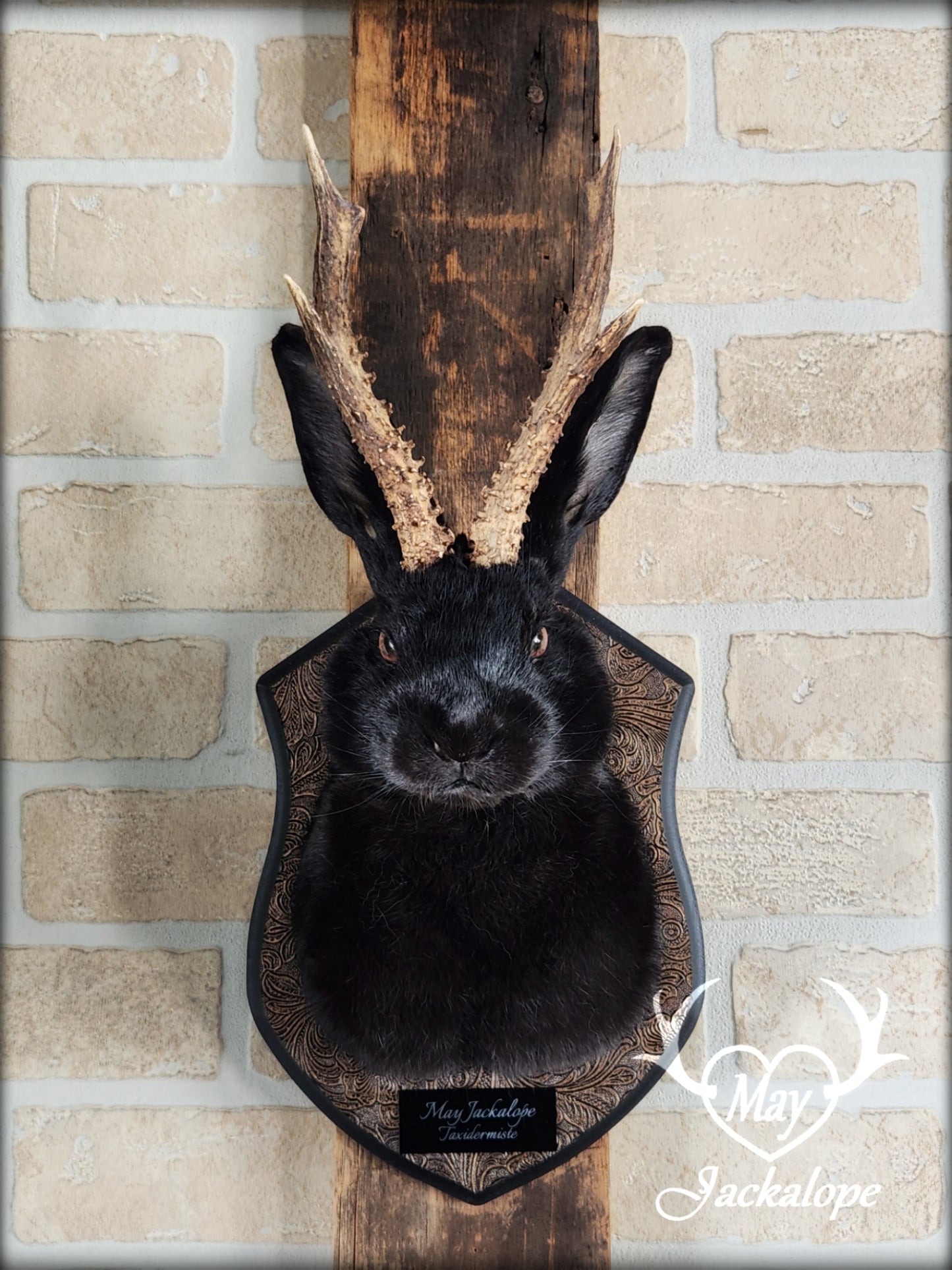 Black Jackalope taxidermy with hazel eyes and real antlers