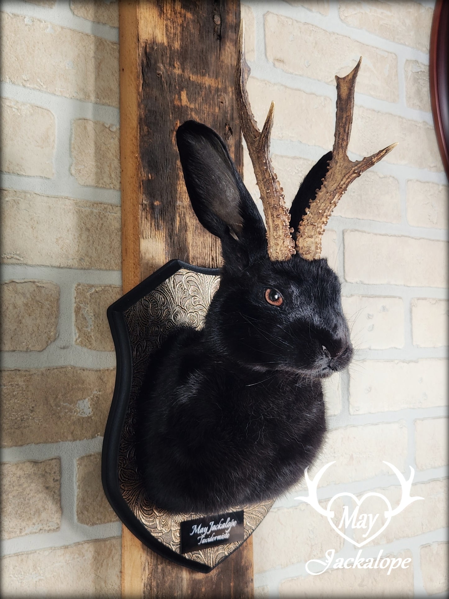 Black Jackalope taxidermy with hazel eyes and real antlers