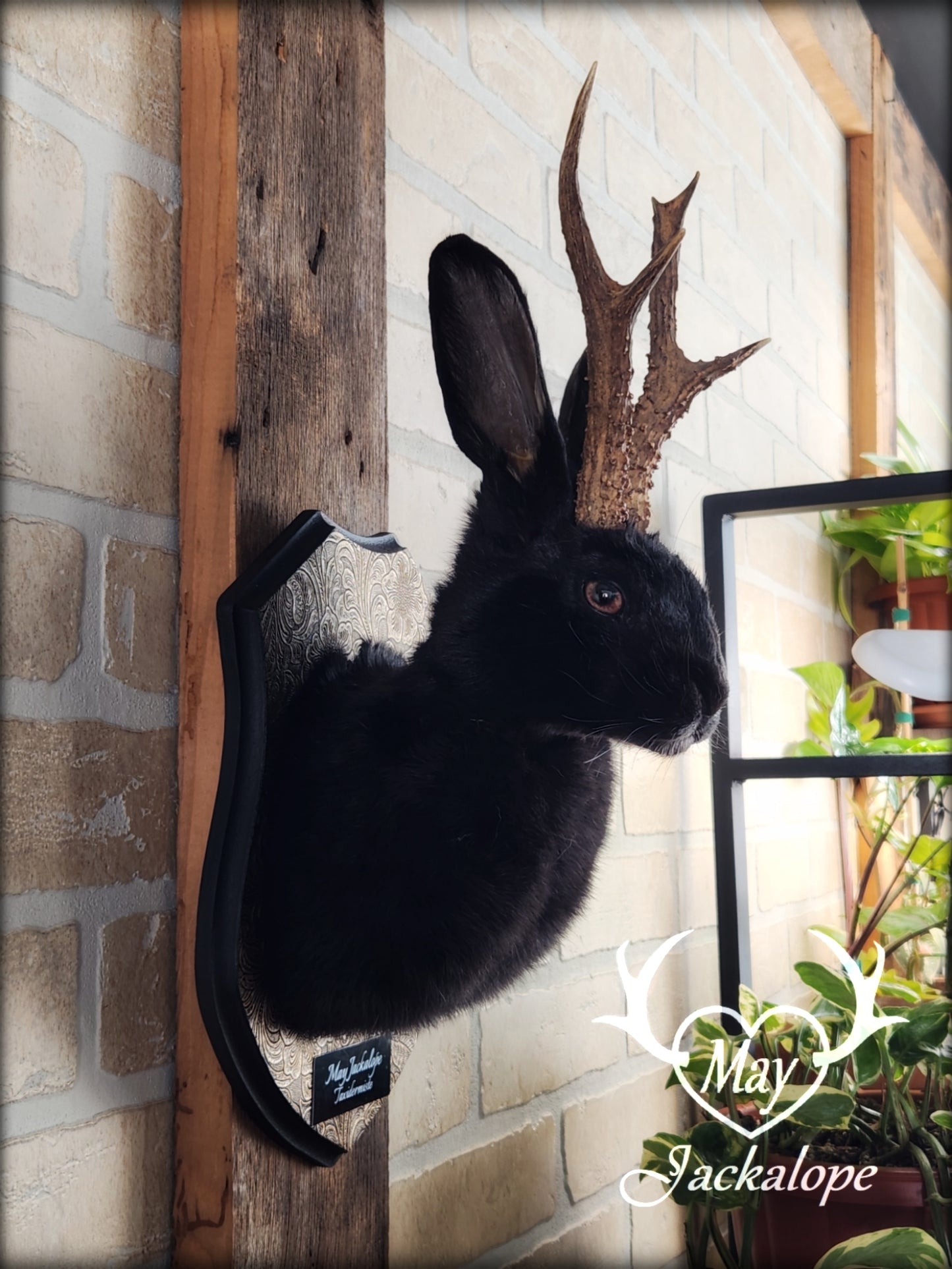 Black Jackalope taxidermy with hazel eyes and real antlers