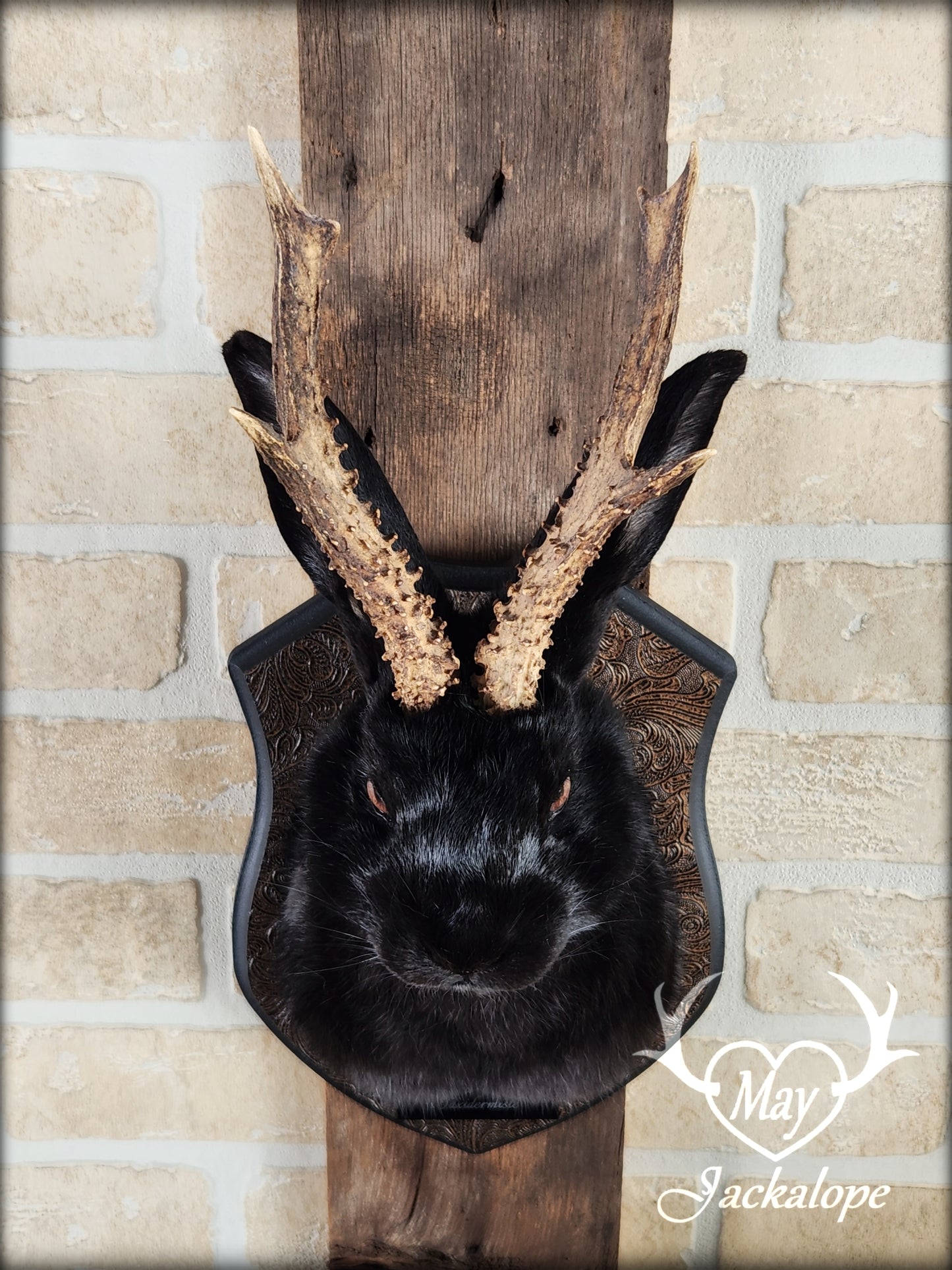 Black Jackalope taxidermy with hazel eyes and real antlers