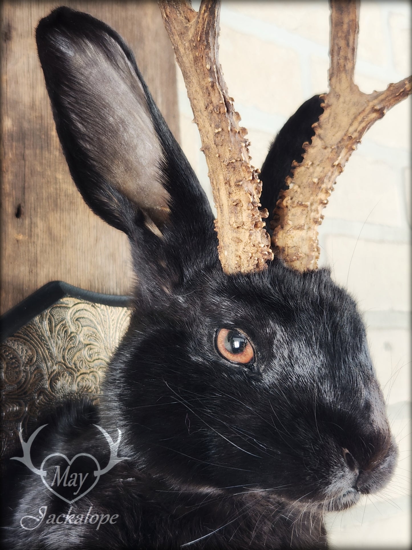 Black Jackalope taxidermy with hazel eyes and real antlers