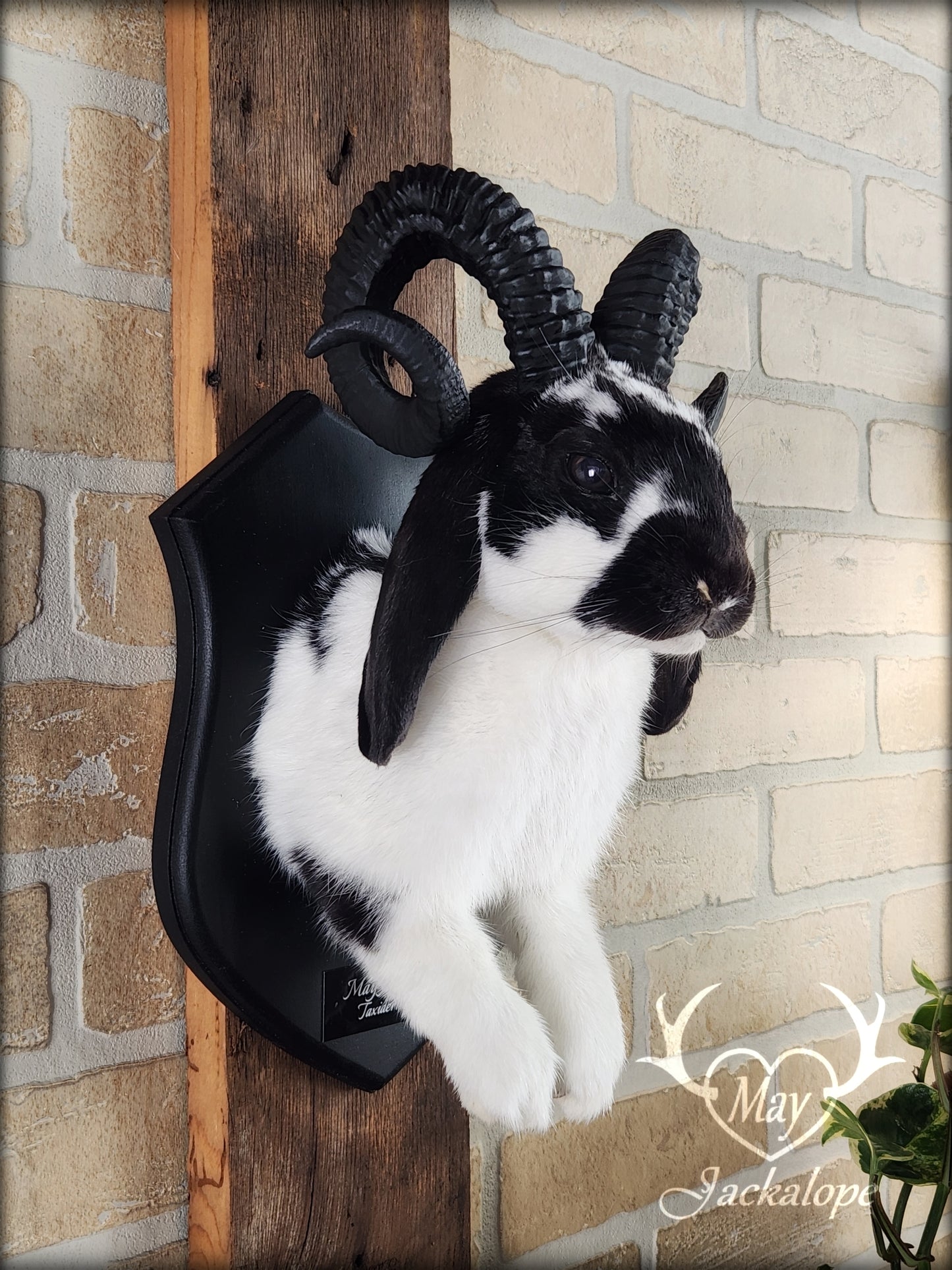 Black and white jackalope with horns replica & dark eyes