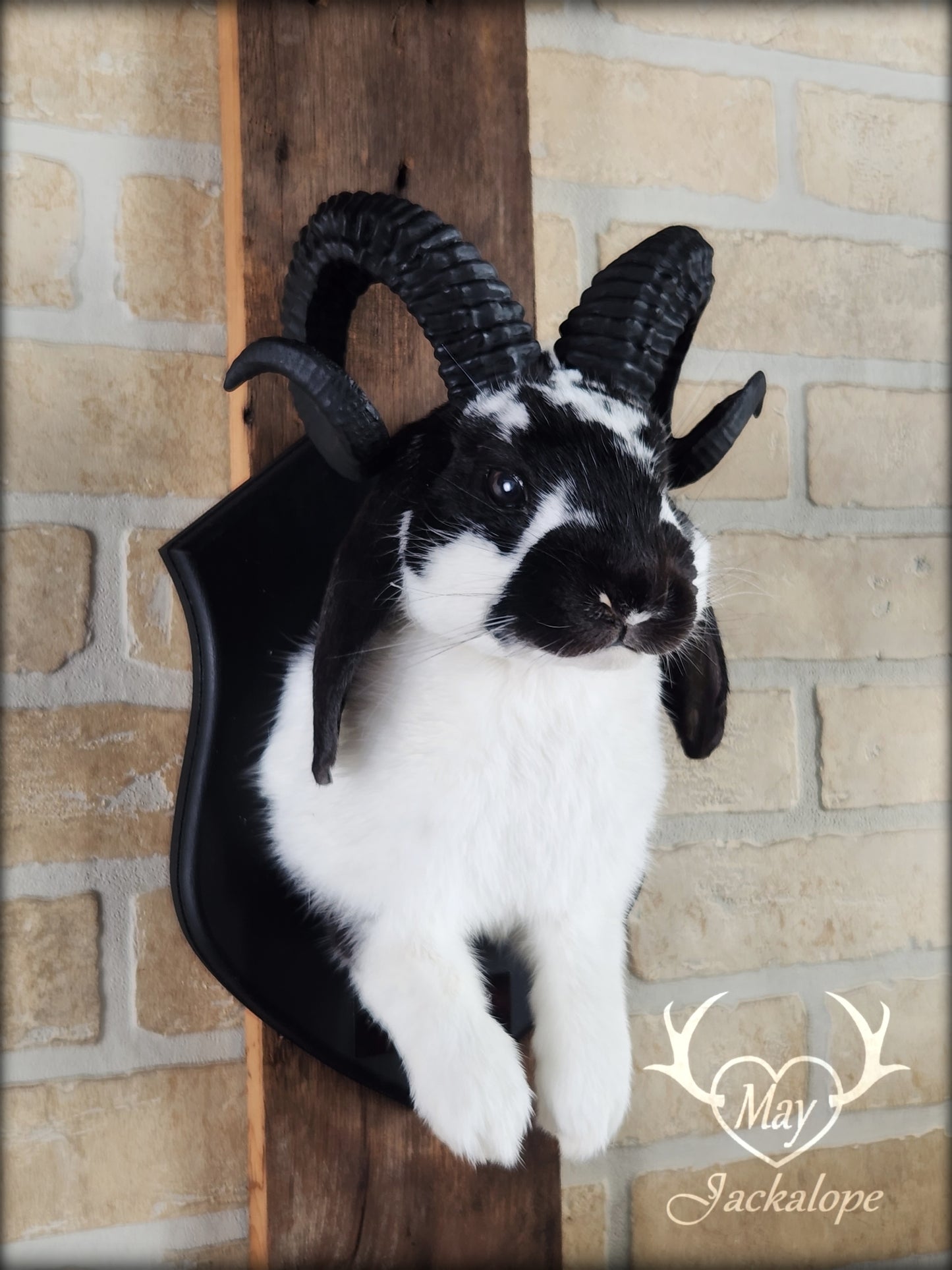 Black and white jackalope with horns replica & dark eyes