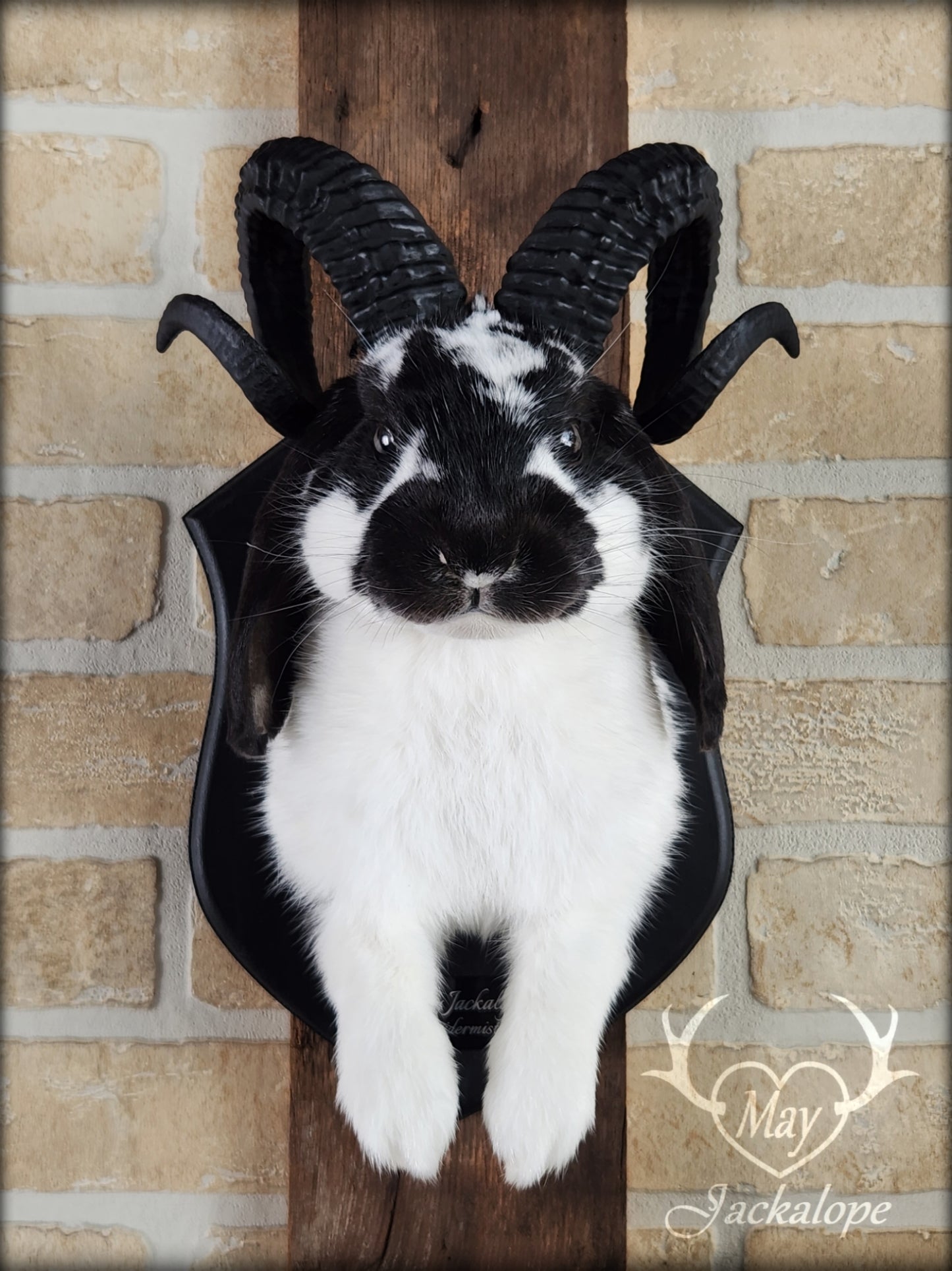 Black and white jackalope with horns replica & dark eyes