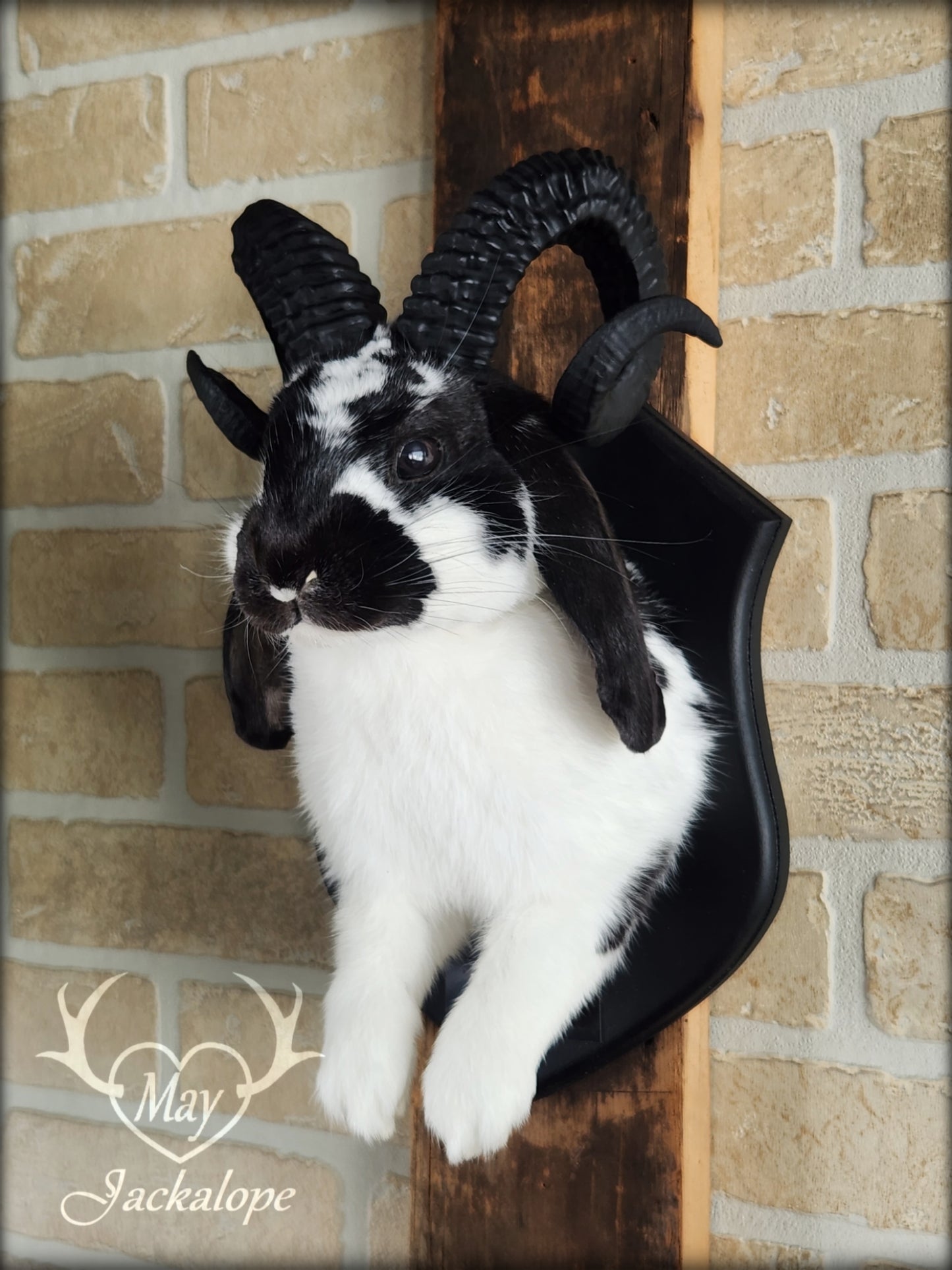 Black and white jackalope with horns replica & dark eyes