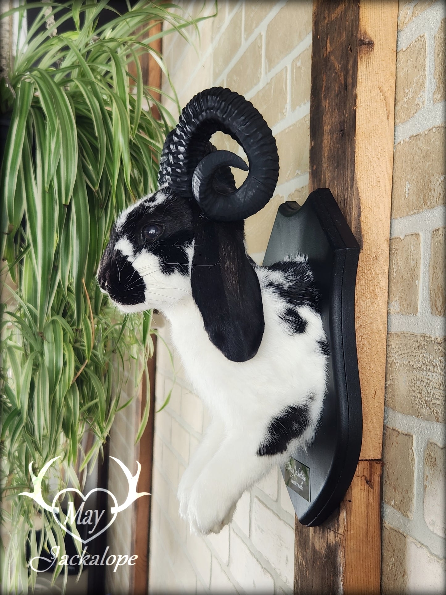 Black and white jackalope with horns replica & dark eyes