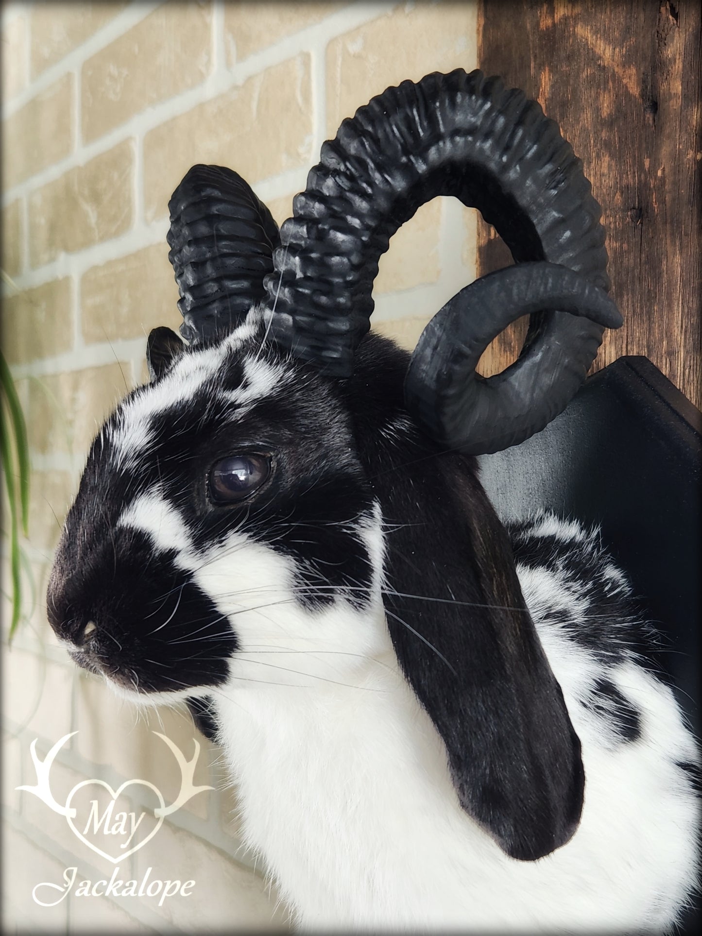 Black and white jackalope with horns replica & dark eyes