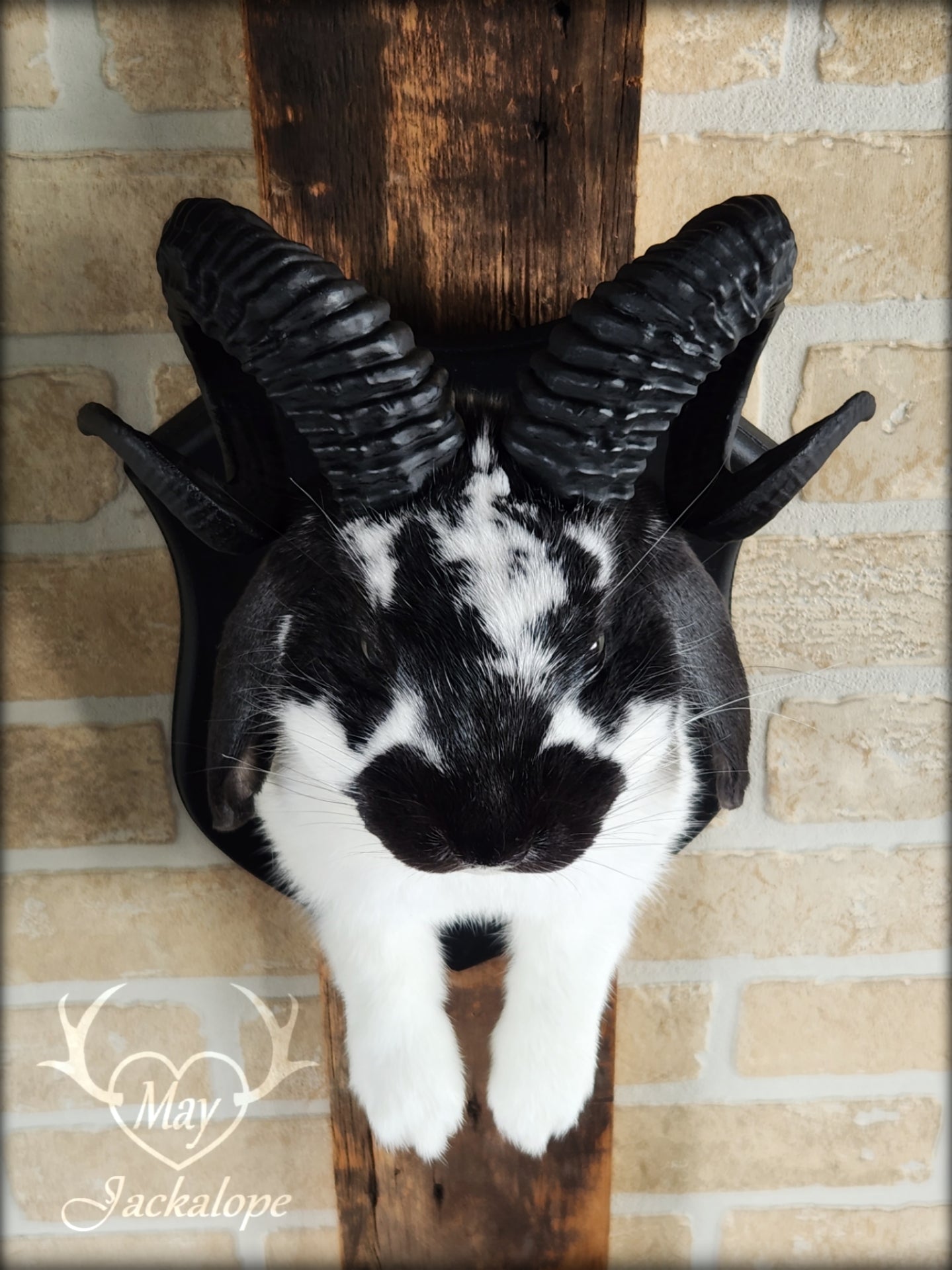 Black and white jackalope with horns replica & dark eyes