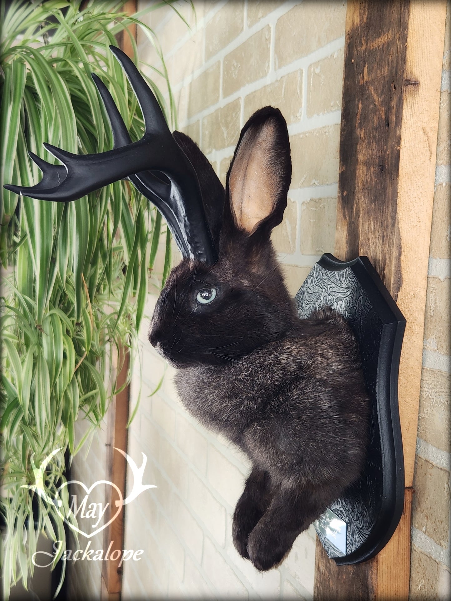 Black Jackalope taxidermy with black antlers replica & light blue eyes