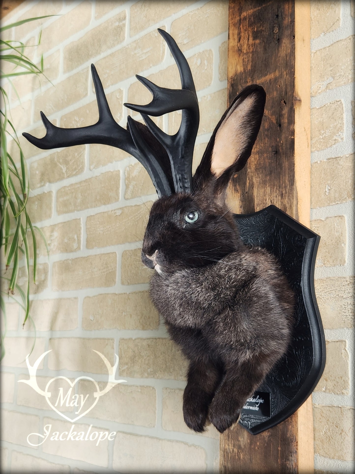 Black Jackalope taxidermy with black antlers replica & light blue eyes