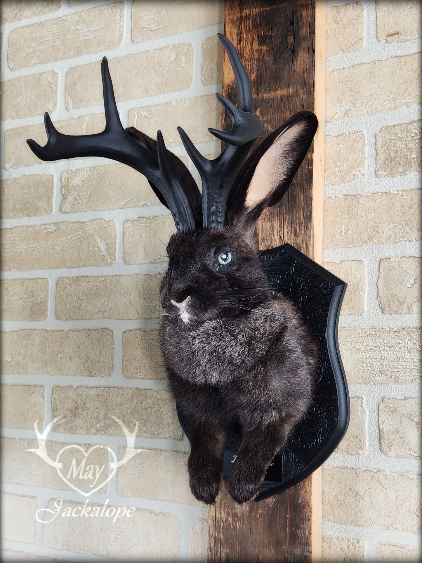 Black Jackalope taxidermy with black antlers replica & light blue eyes