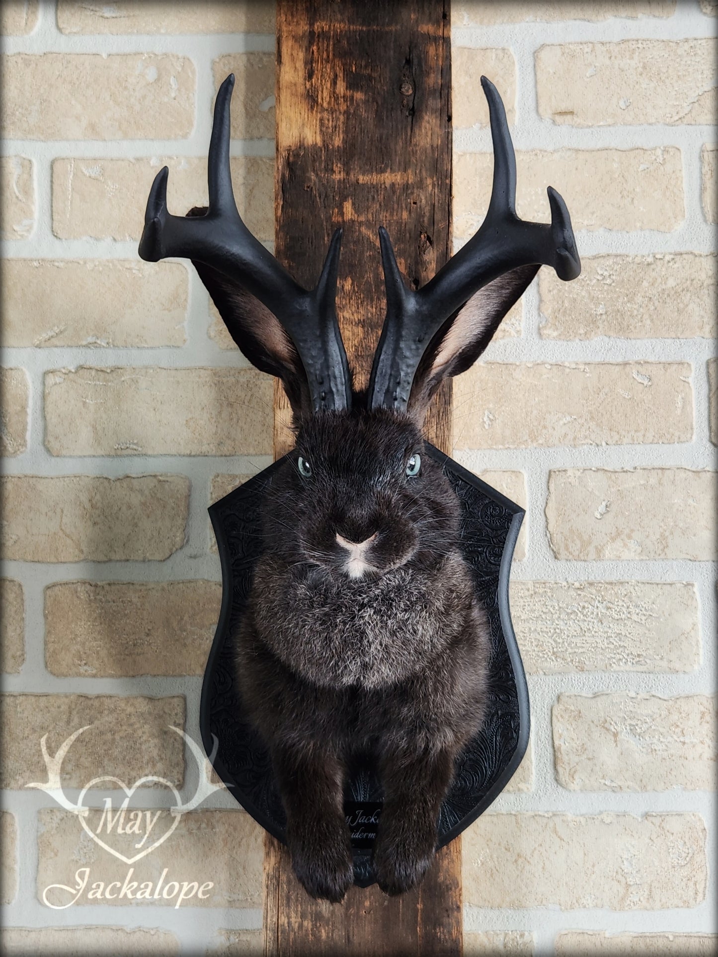 Black Jackalope taxidermy with black antlers replica & light blue eyes