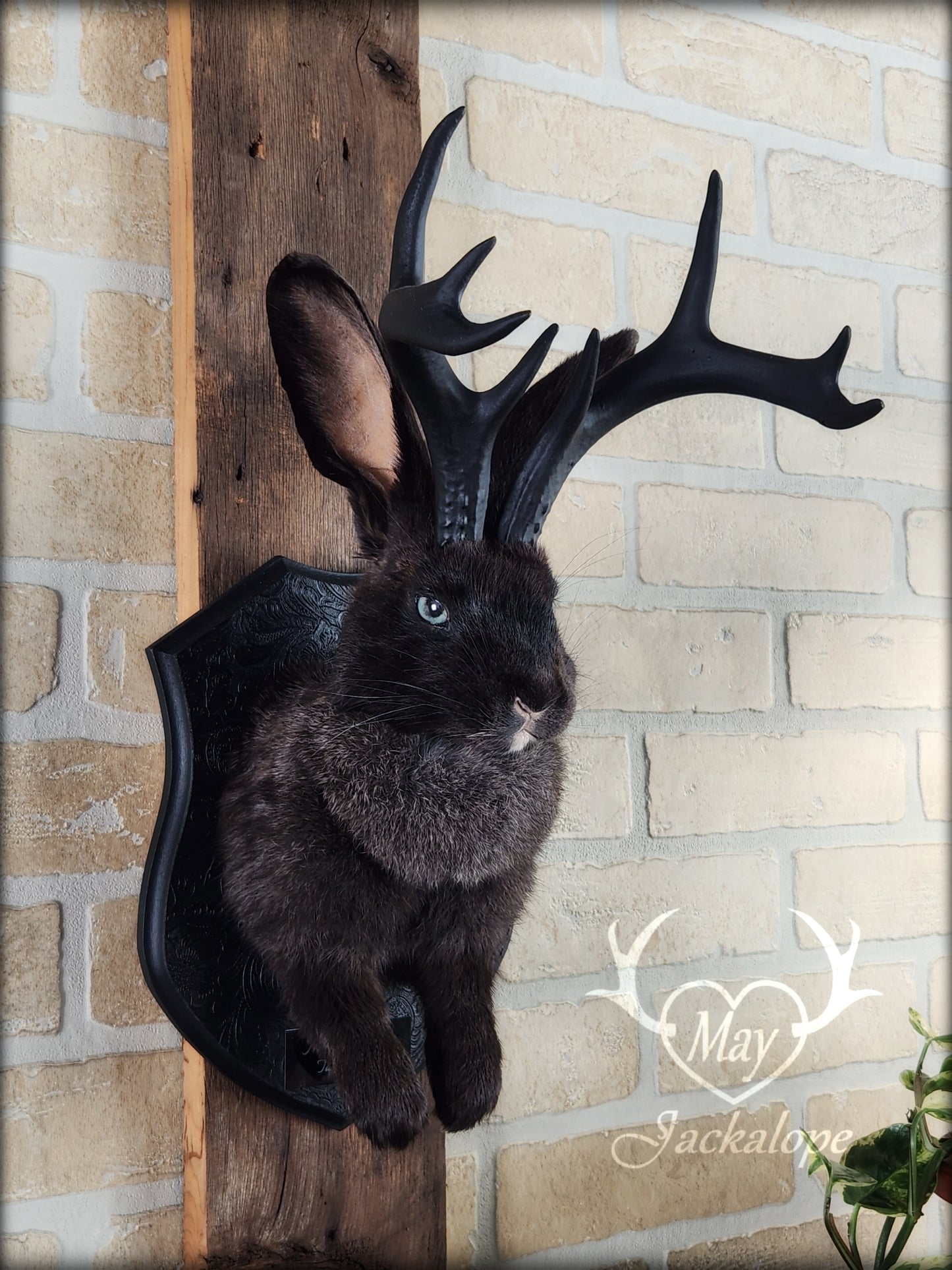 Black Jackalope taxidermy with black antlers replica & light blue eyes