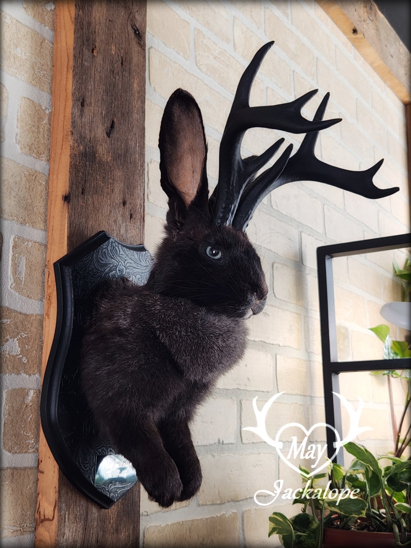 Black Jackalope taxidermy with black antlers replica & light blue eyes