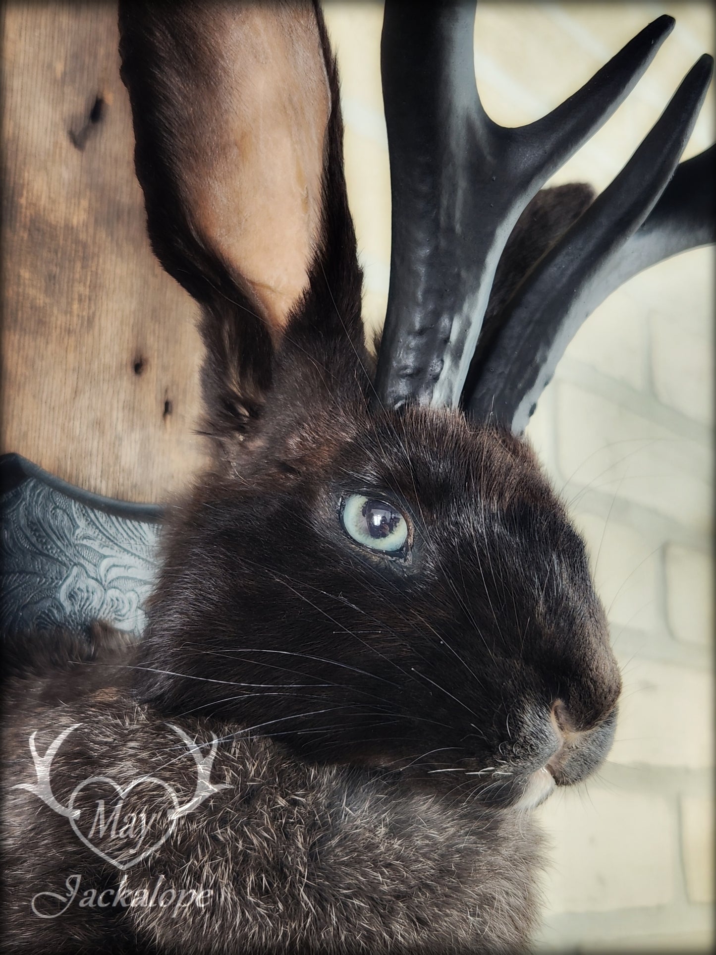 Black Jackalope taxidermy with black antlers replica & light blue eyes