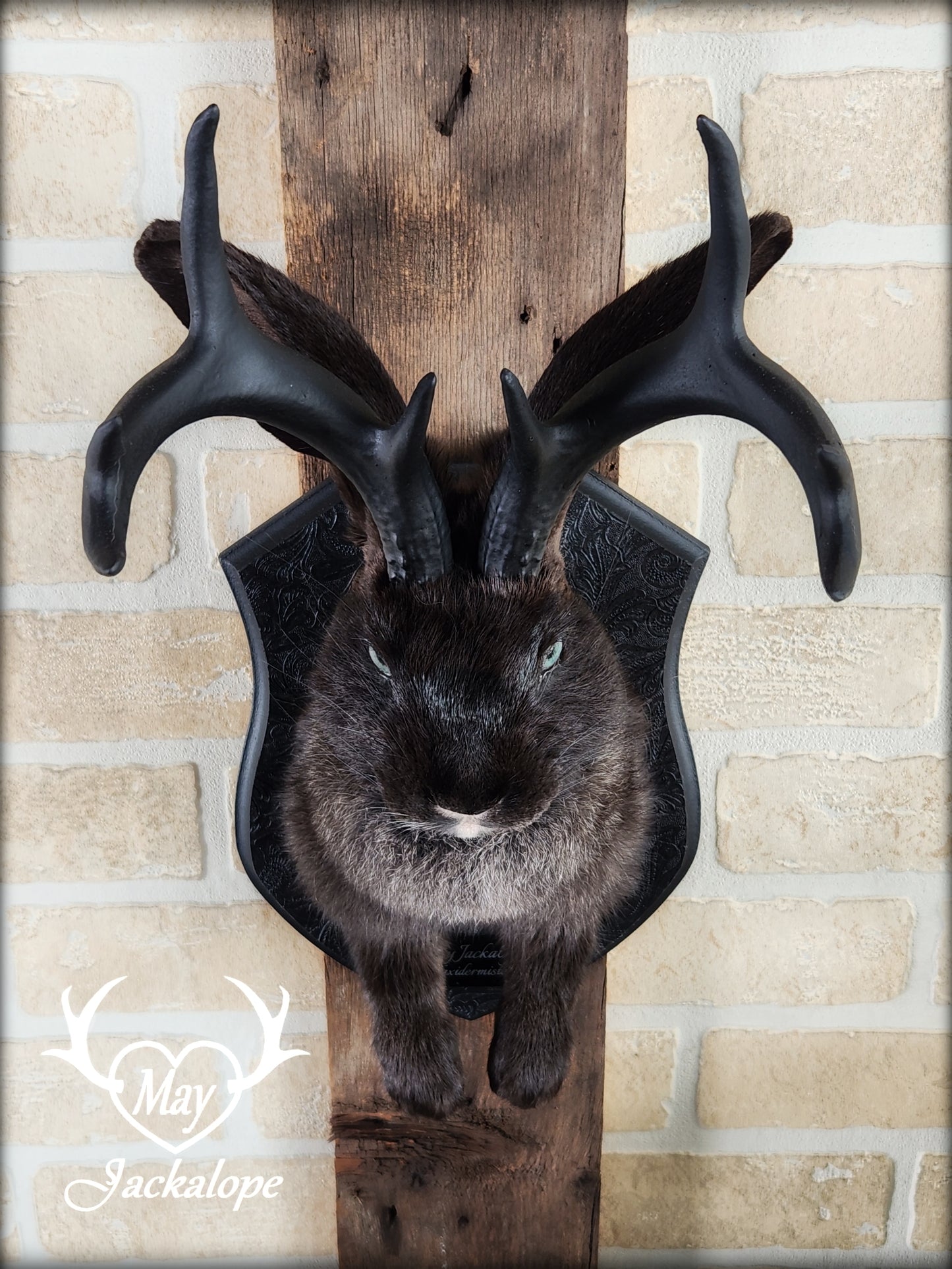 Black Jackalope taxidermy with black antlers replica & light blue eyes