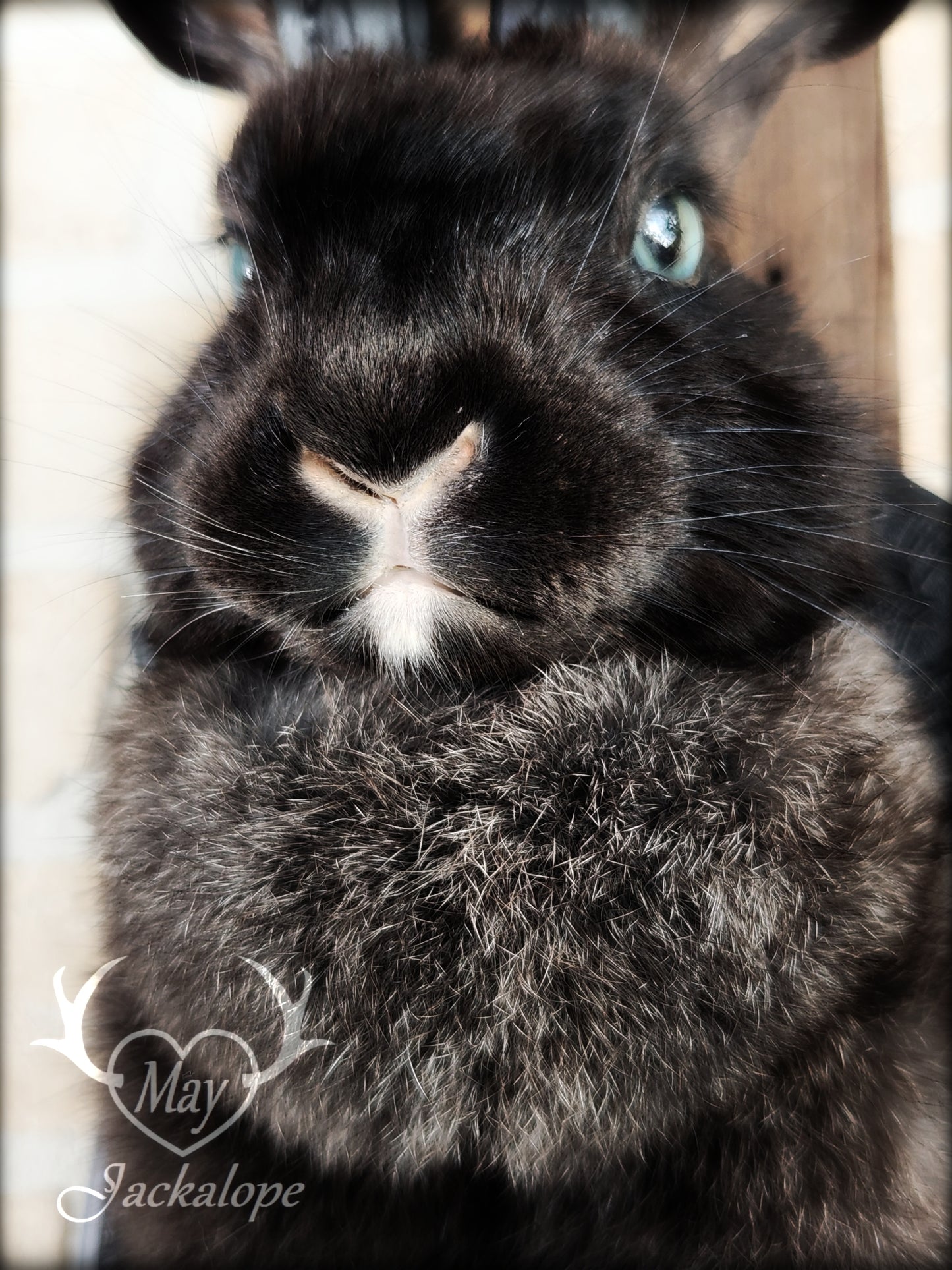 Black Jackalope taxidermy with black antlers replica & light blue eyes