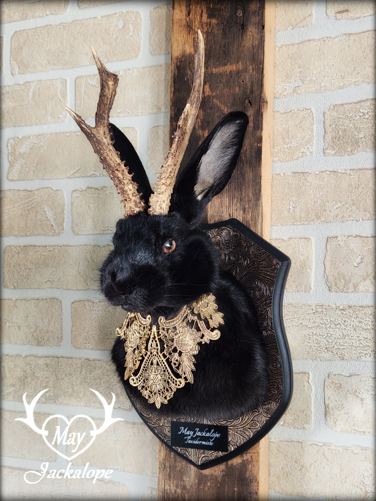 Black Jackalope taxidermy with hazel eyes and real antlers