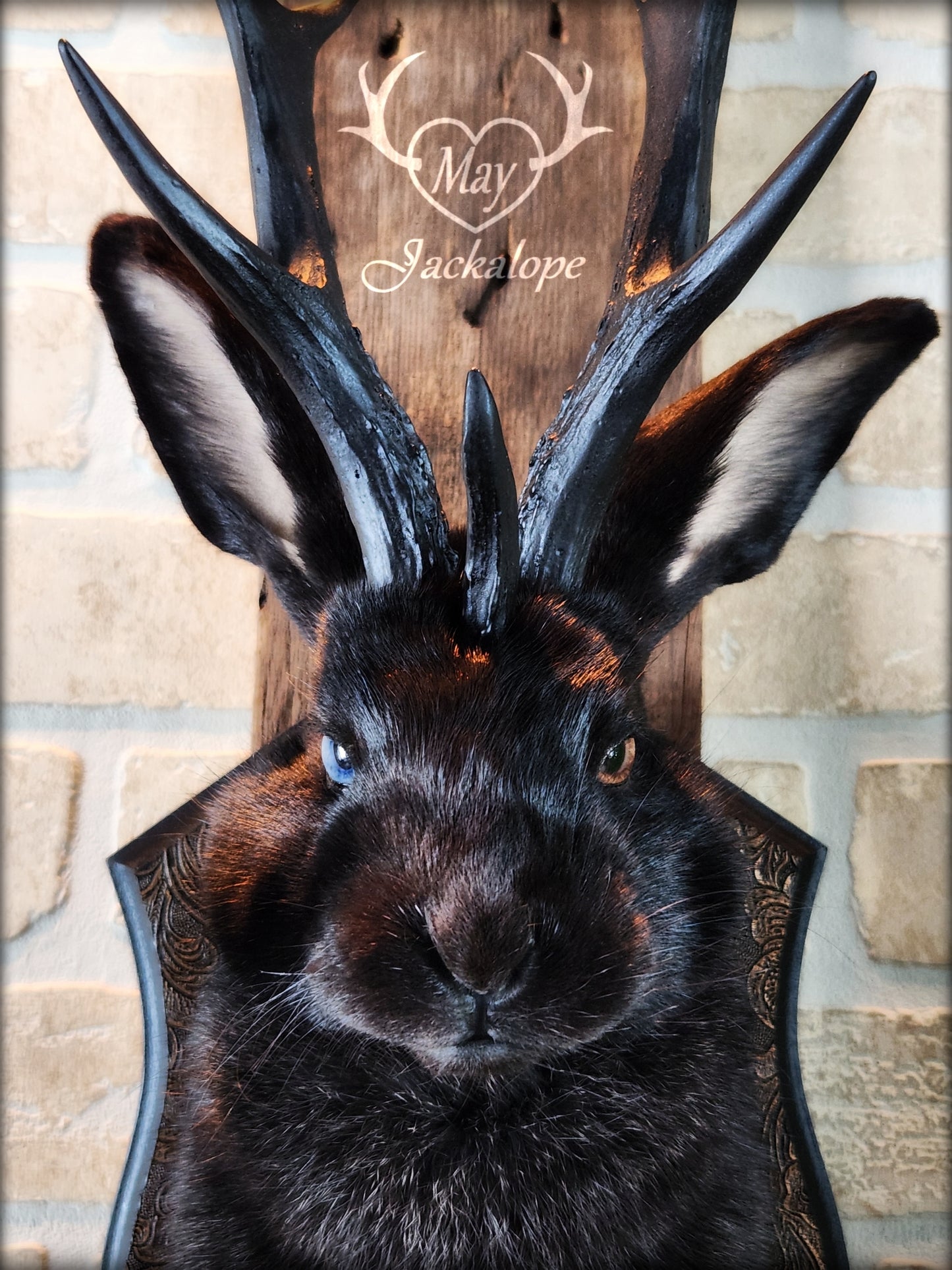 Black Jackalope taxidermy with black antlers replica, heterochromia eyes on a decorated plaque