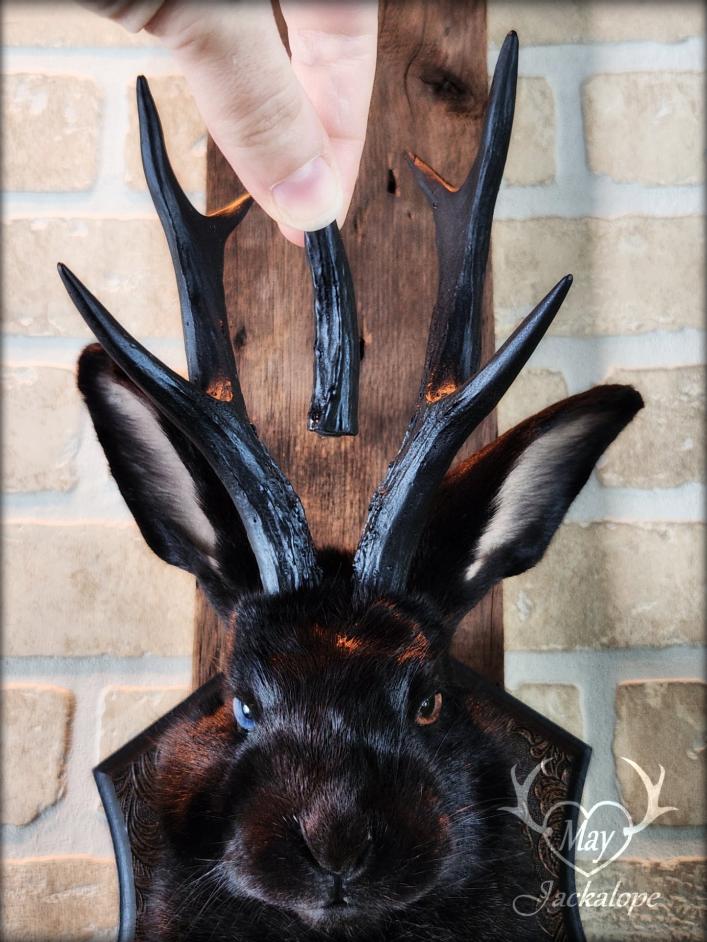 Black Jackalope taxidermy with black antlers replica, heterochromia eyes on a decorated plaque