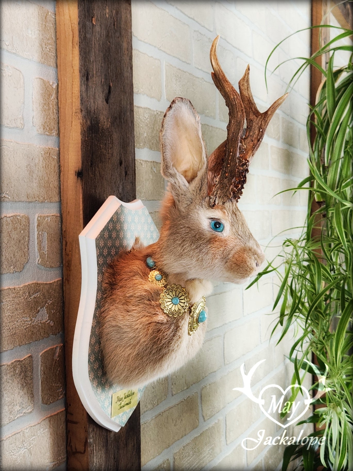 Golden Jackalope taxidermy with teal eyes, real antlers and a necklace