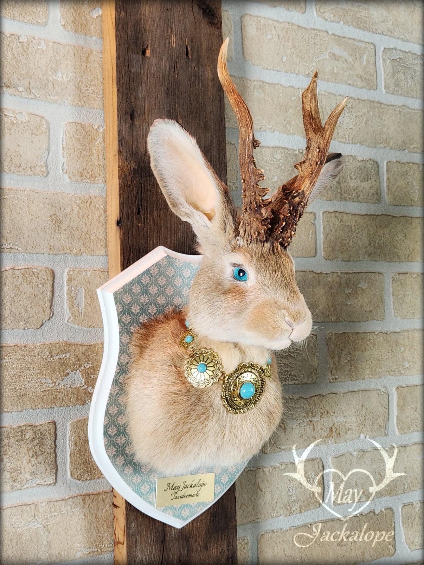 Taxidermie de Jackalope doré avec des yeux turquoise, vrais panache, et avec un collier