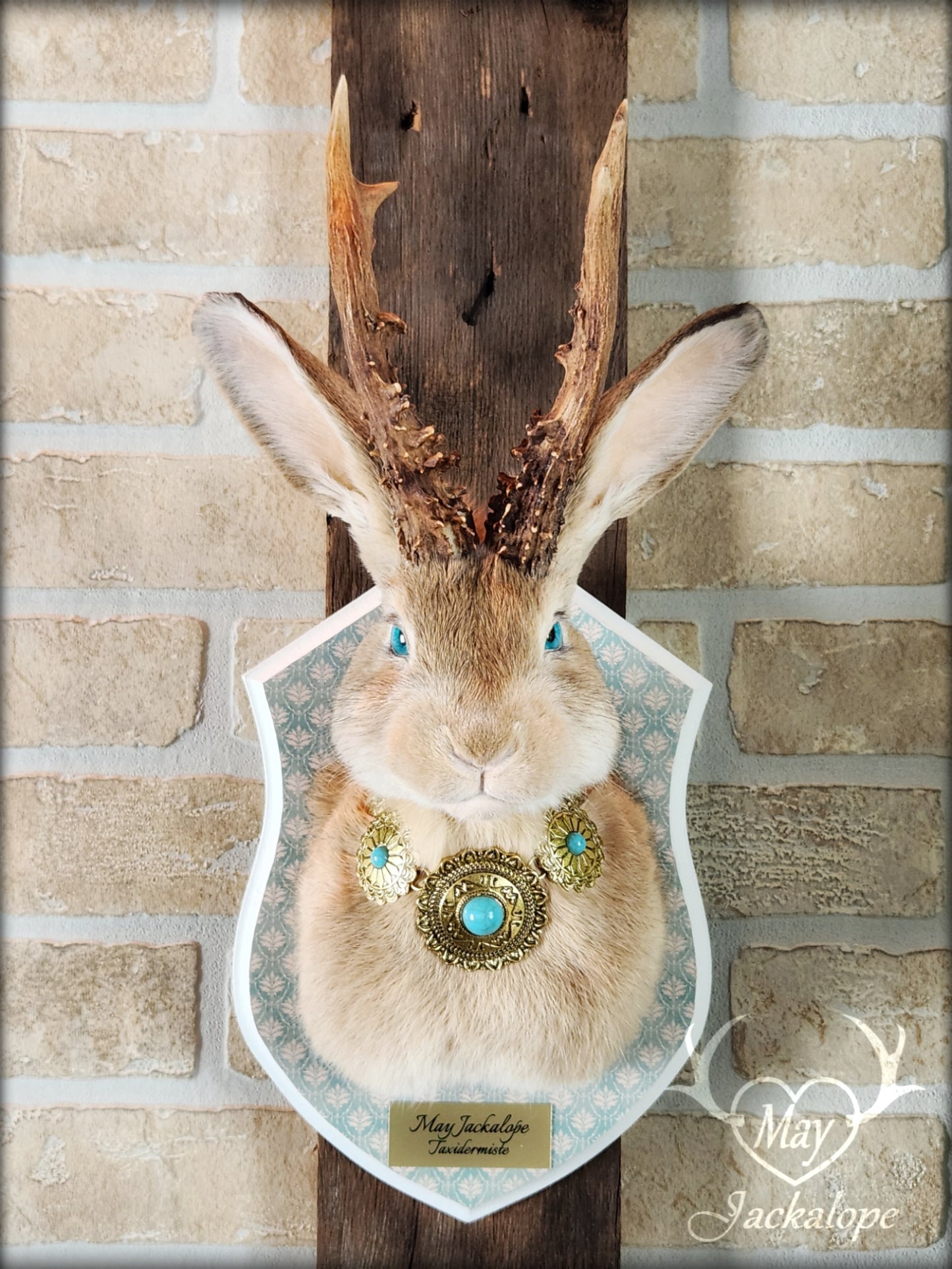 Golden Jackalope taxidermy with teal eyes, real antlers and a necklace