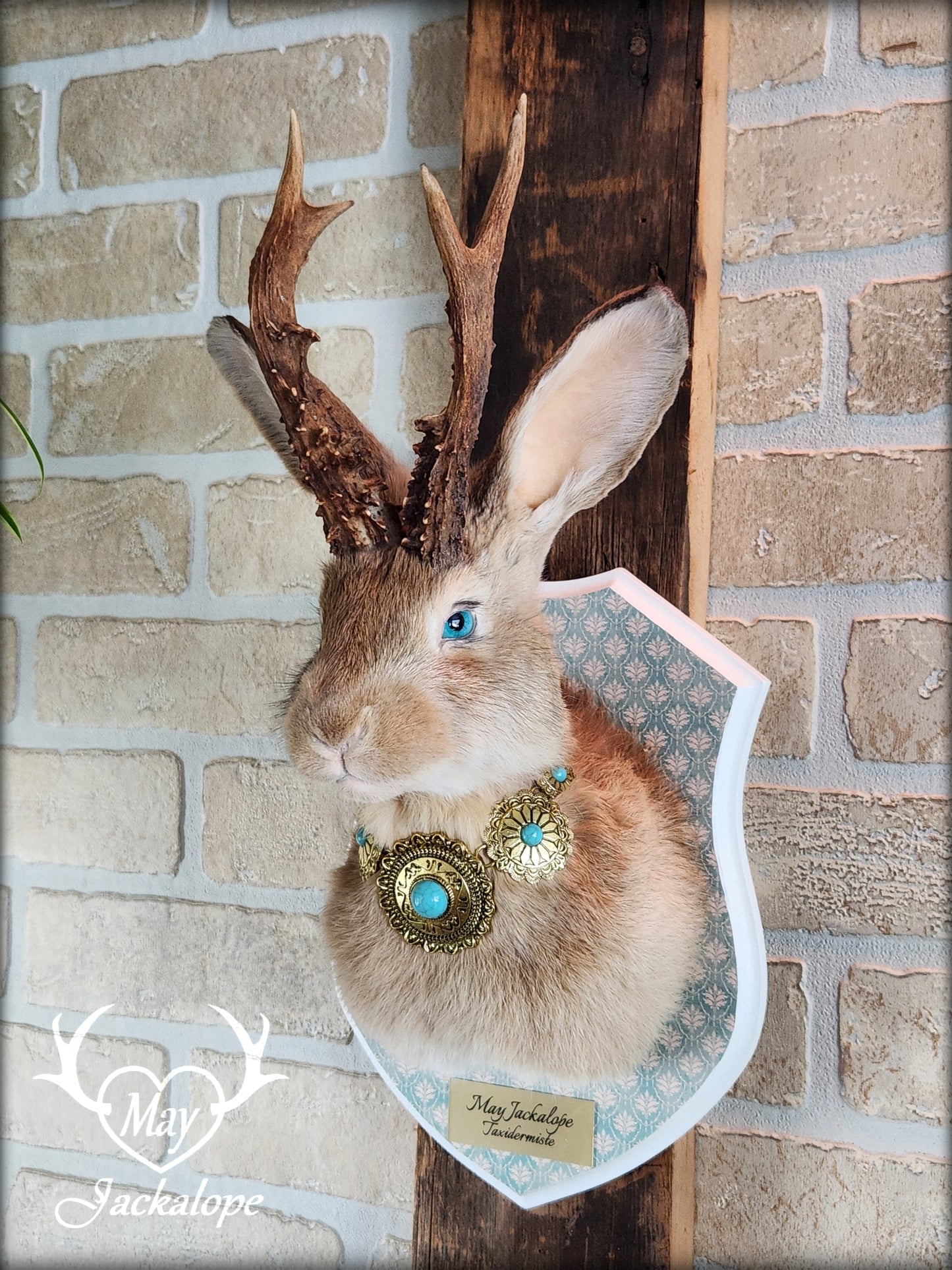 Golden Jackalope taxidermy with teal eyes, real antlers and a necklace