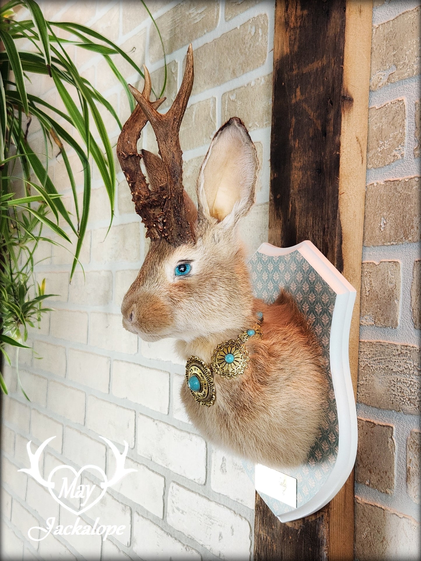 Golden Jackalope taxidermy with teal eyes, real antlers and a necklace