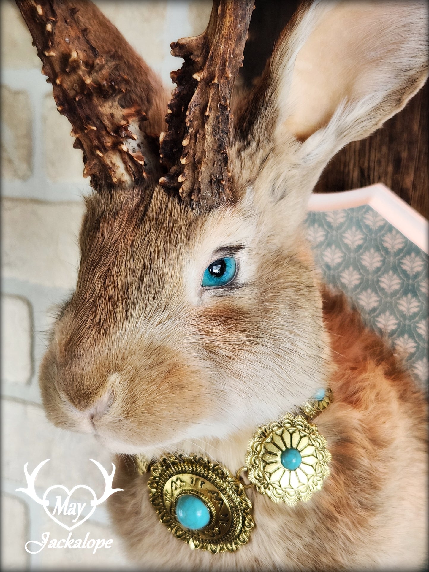 Golden Jackalope taxidermy with teal eyes, real antlers and a necklace